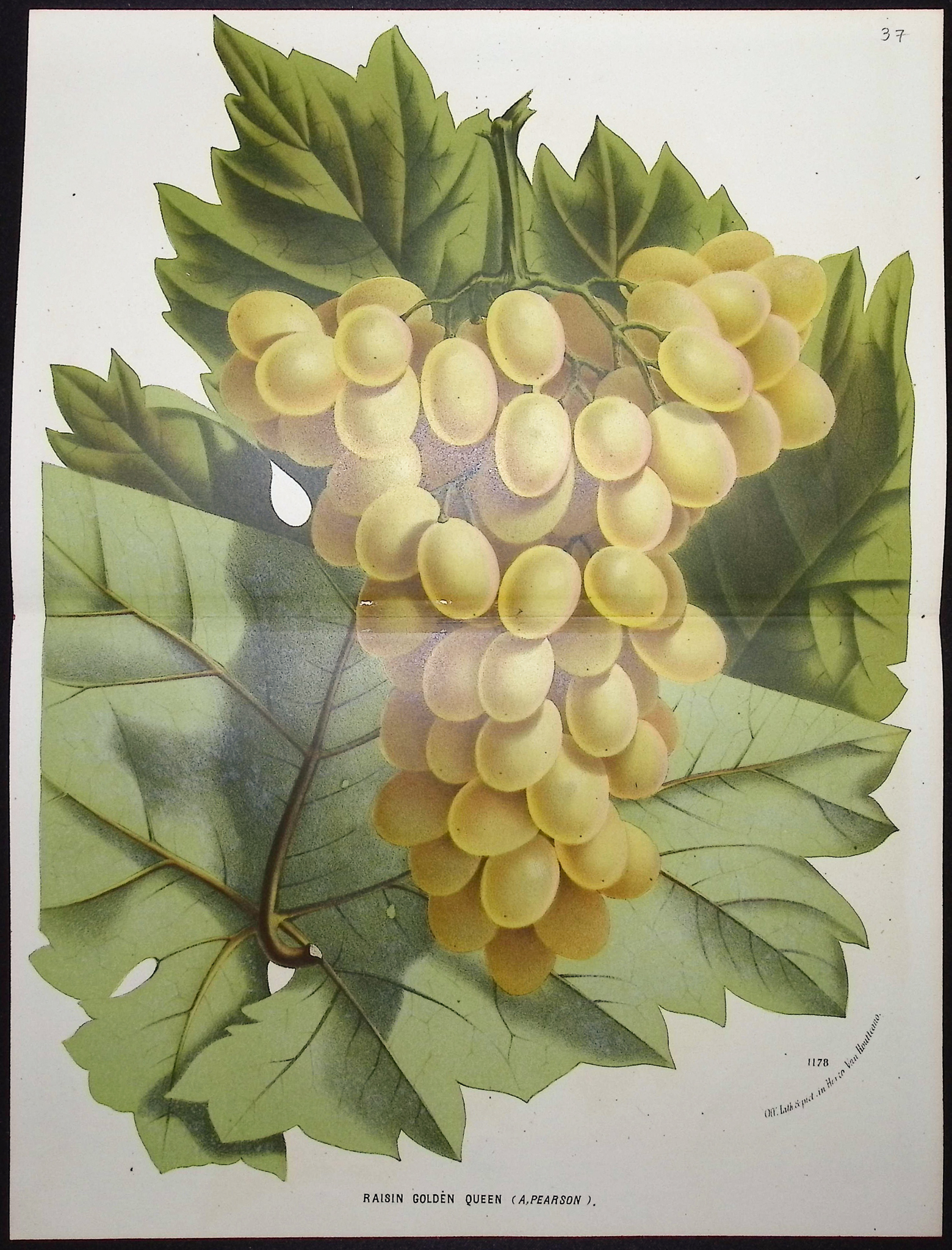 Van Houtte - 4 Grape Prints