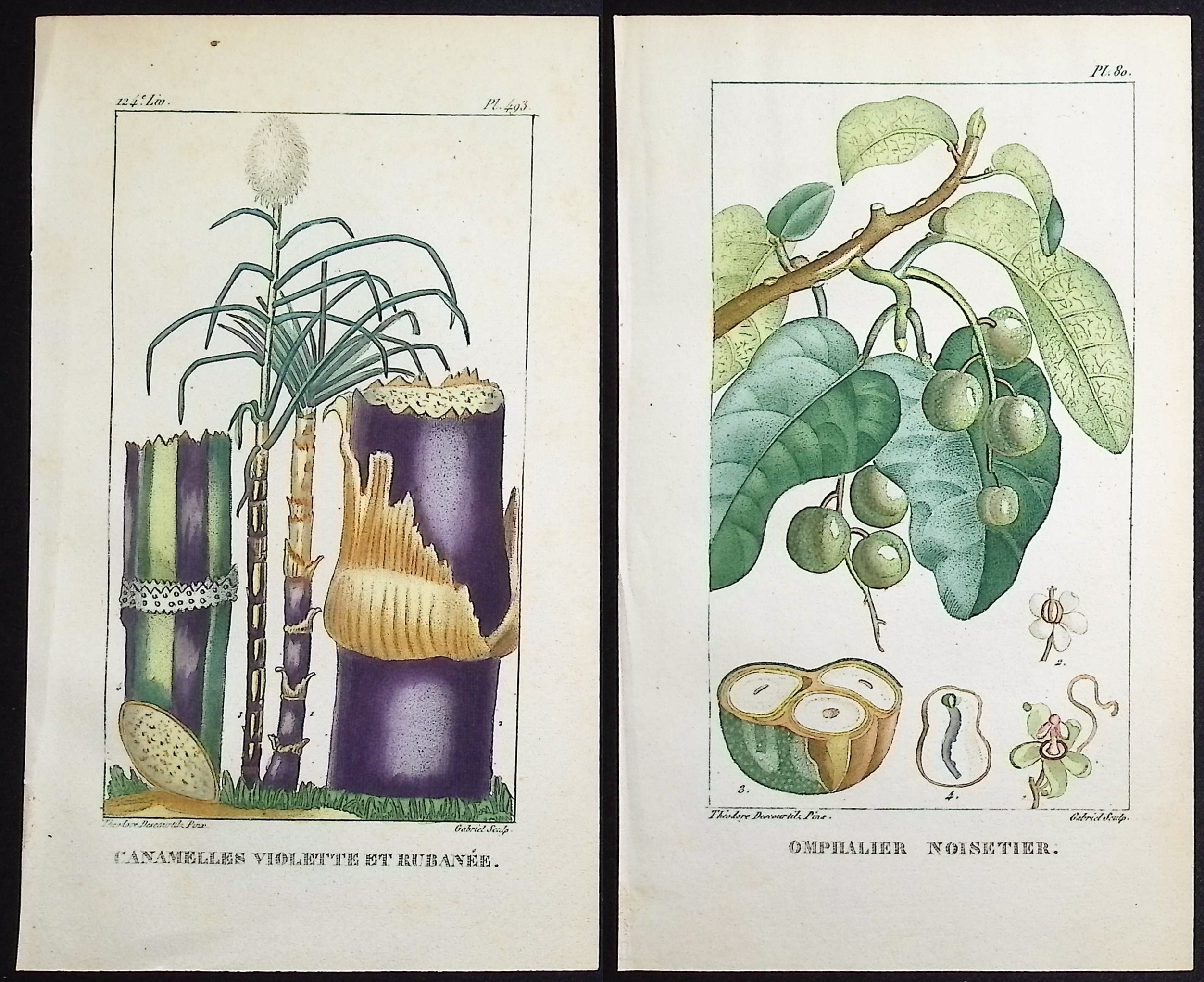 Descourtilz - 6 Botanical Engravings