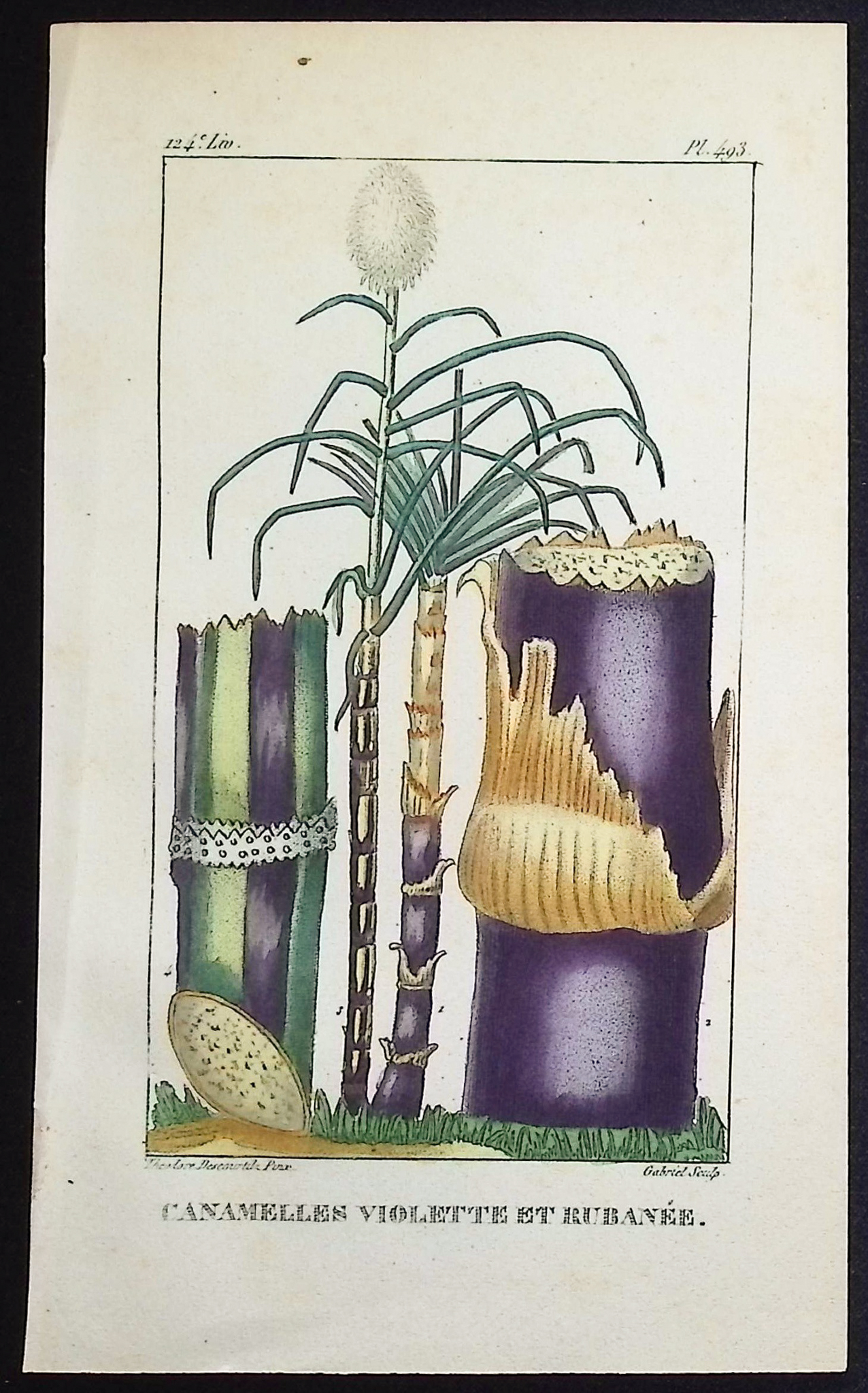 Descourtilz - 6 Botanical Engravings