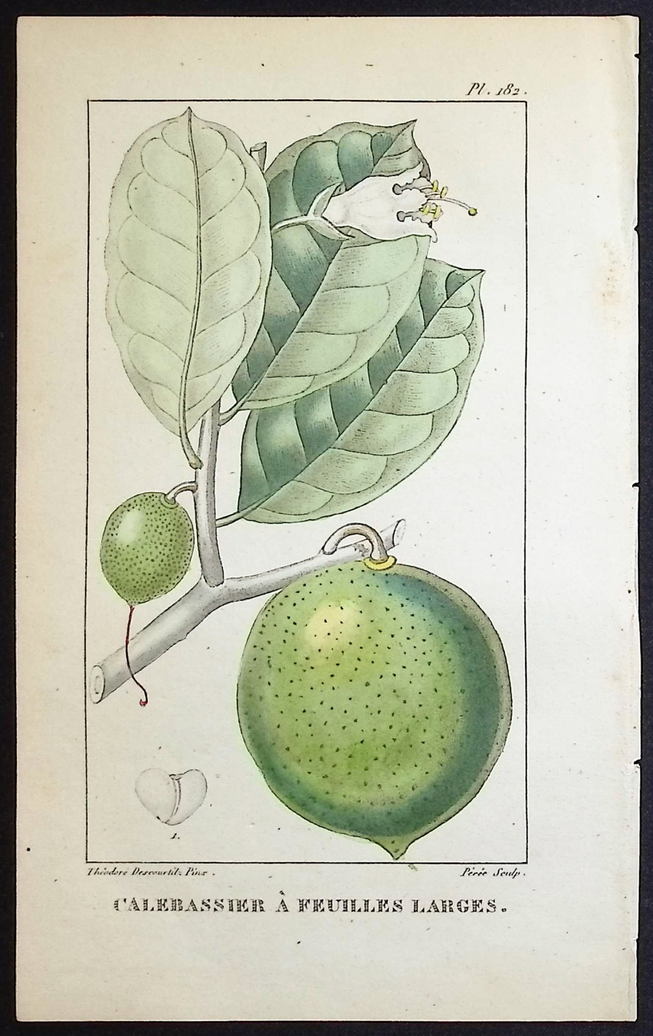 Descourtilz - 6 Botanical Engravings