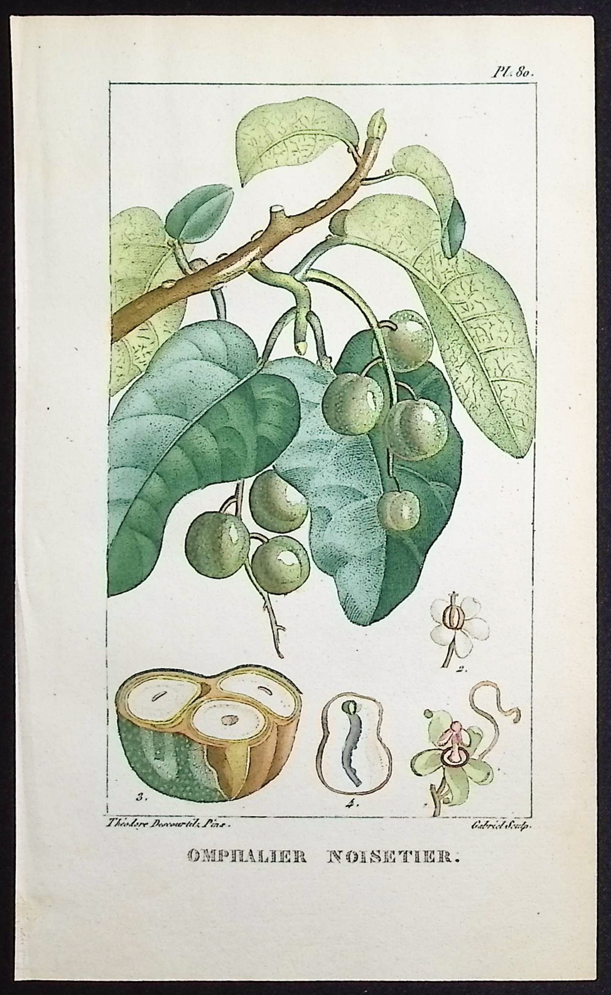 Descourtilz - 6 Botanical Engravings