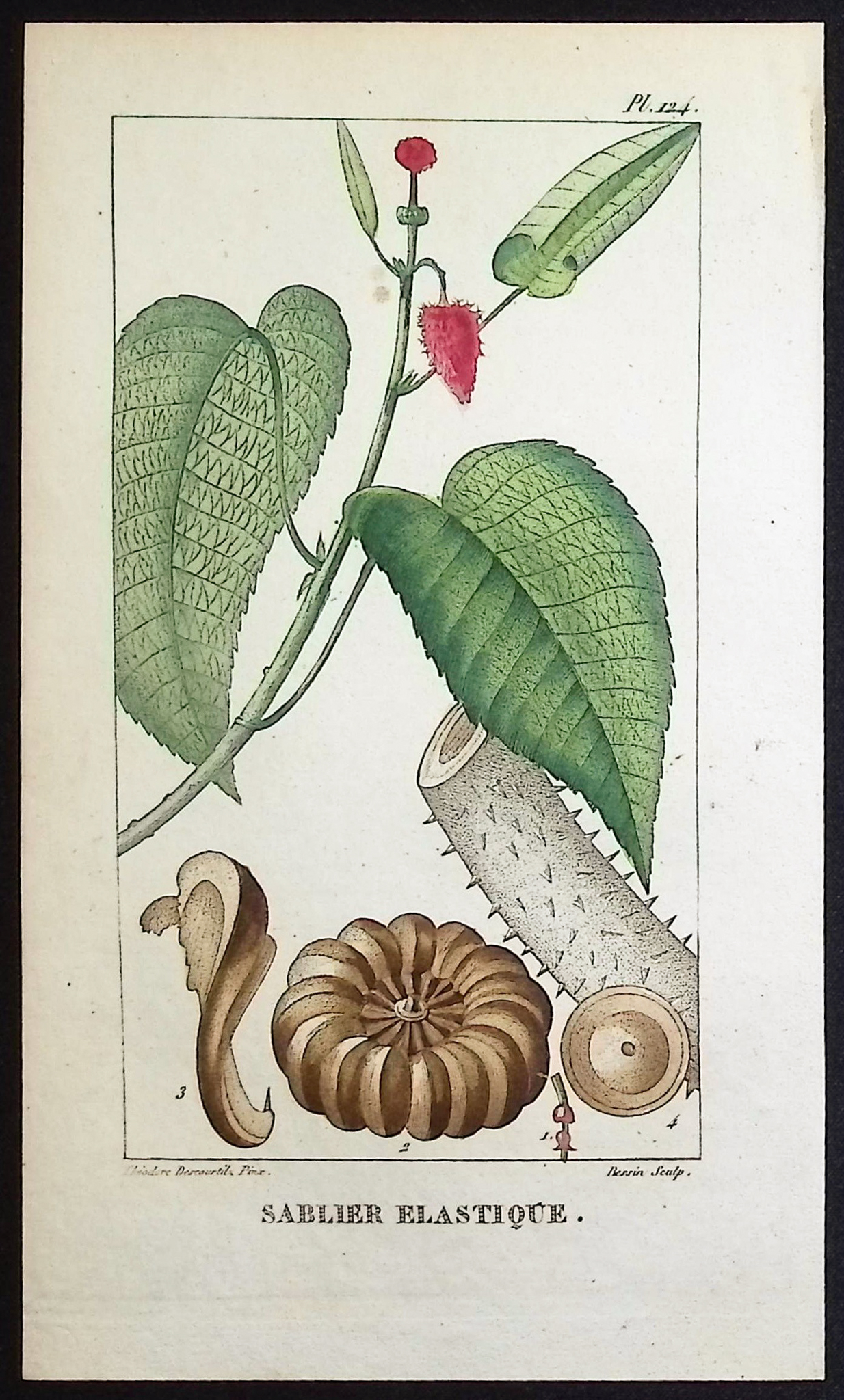 Descourtilz - 6 Botanical Engravings