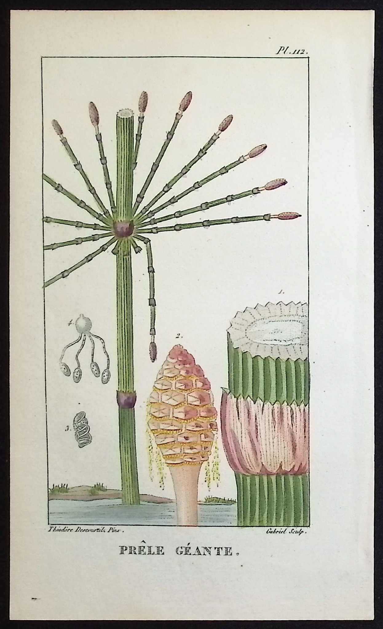 Descourtilz - 6 Botanical Engravings