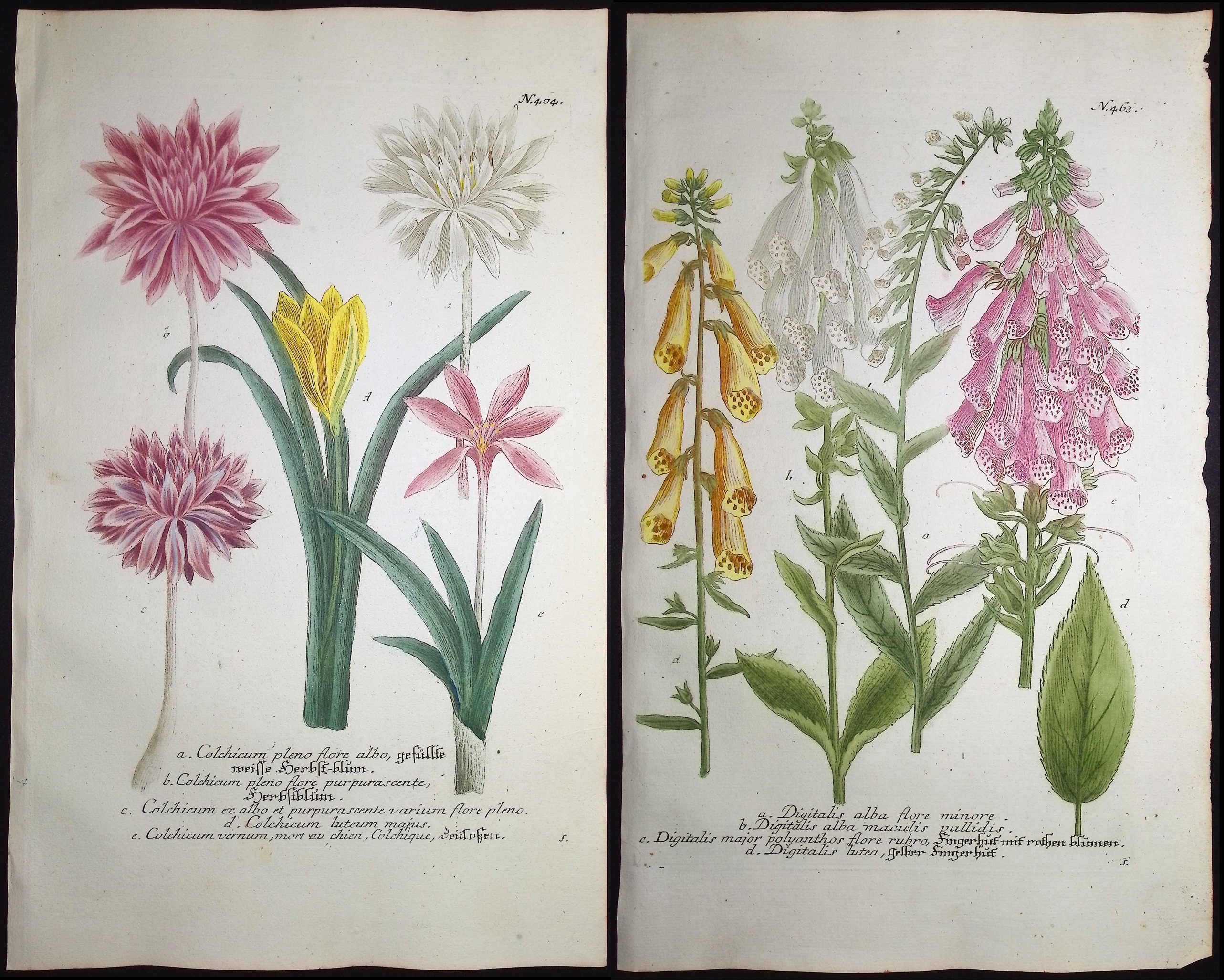 Weinmann - 4 Botanical Engravings