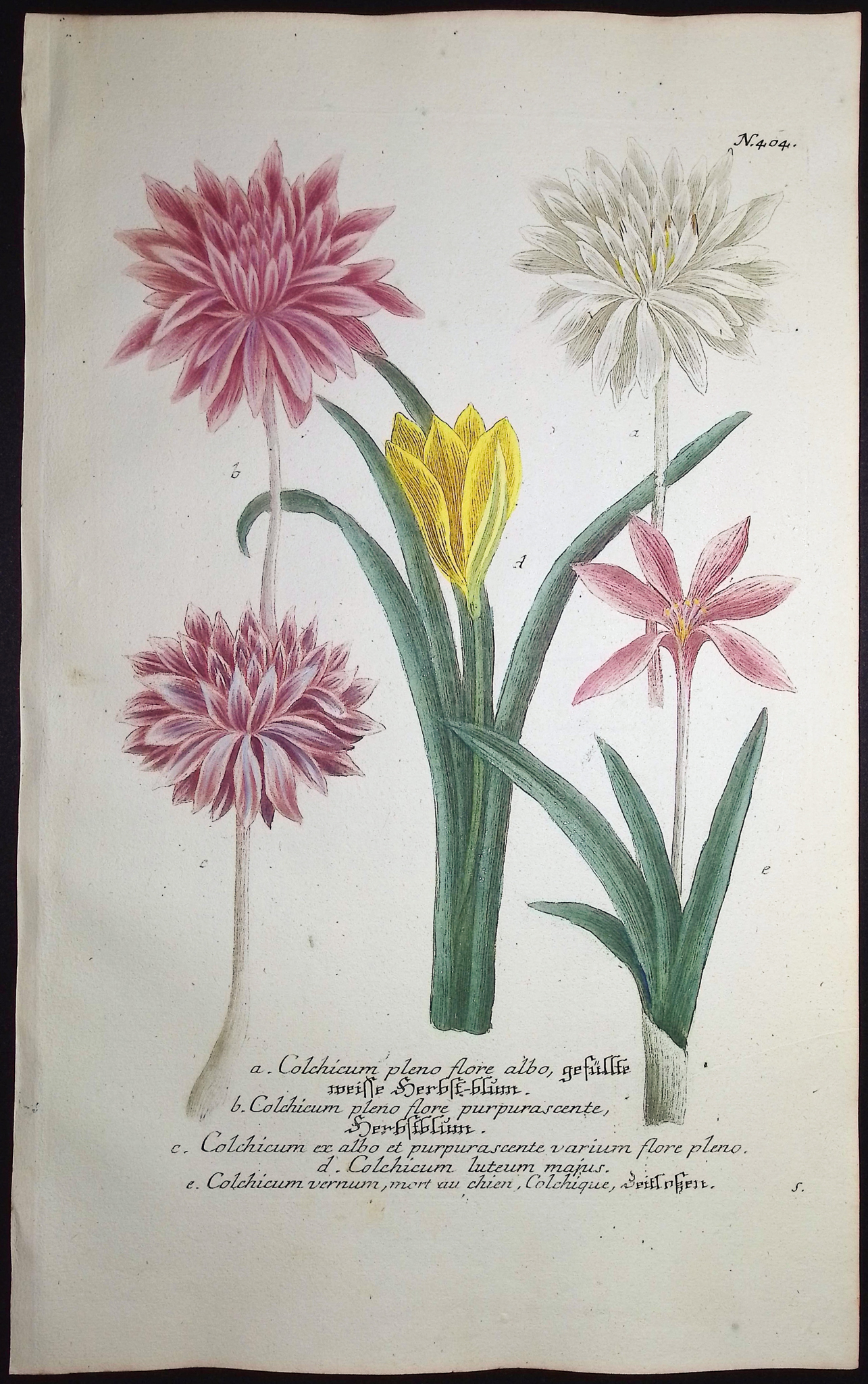 Weinmann - 4 Botanical Engravings