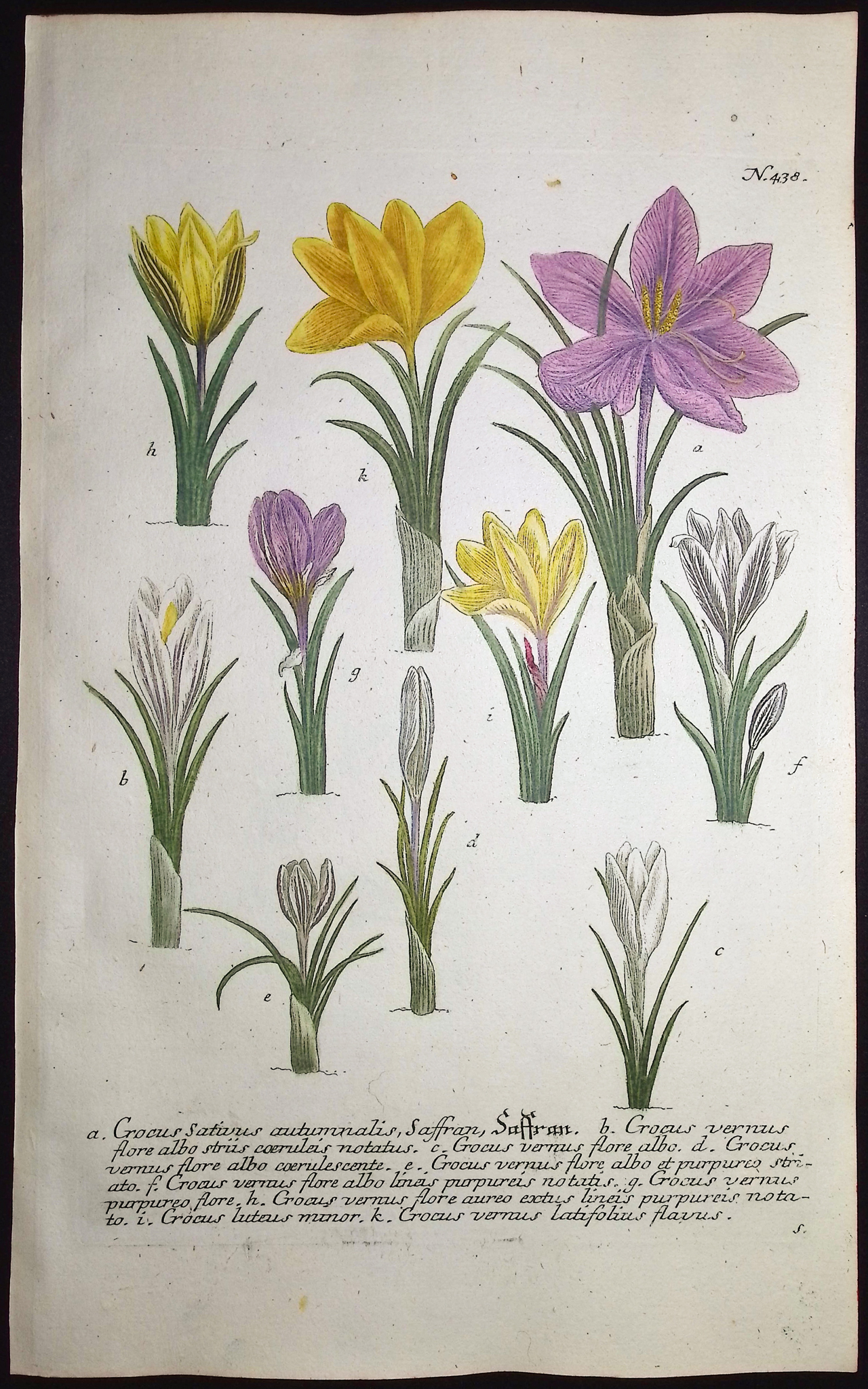 Weinmann - 4 Botanical Engravings