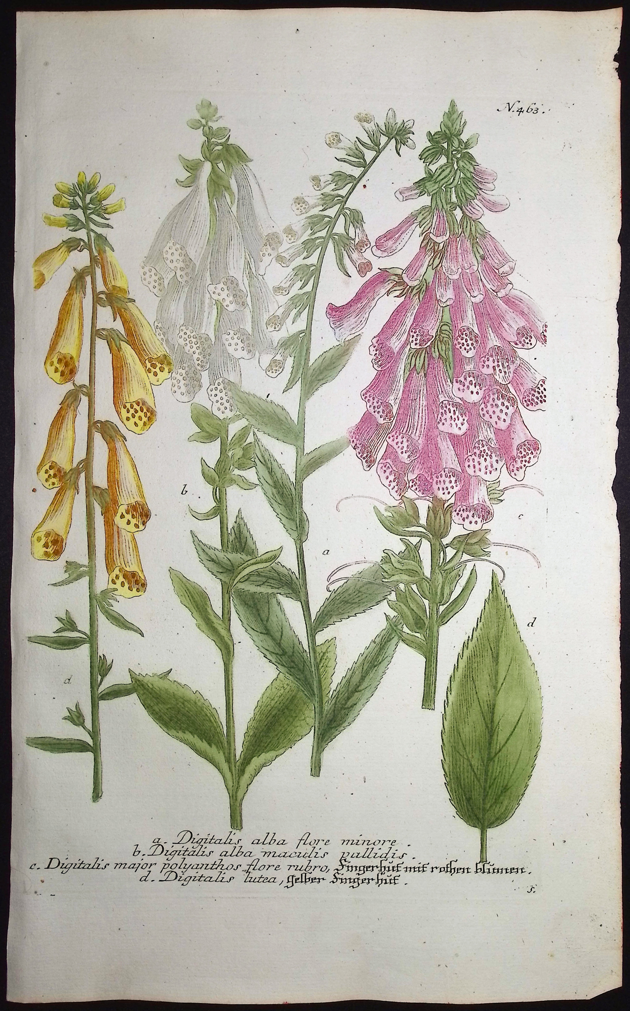 Weinmann - 4 Botanical Engravings