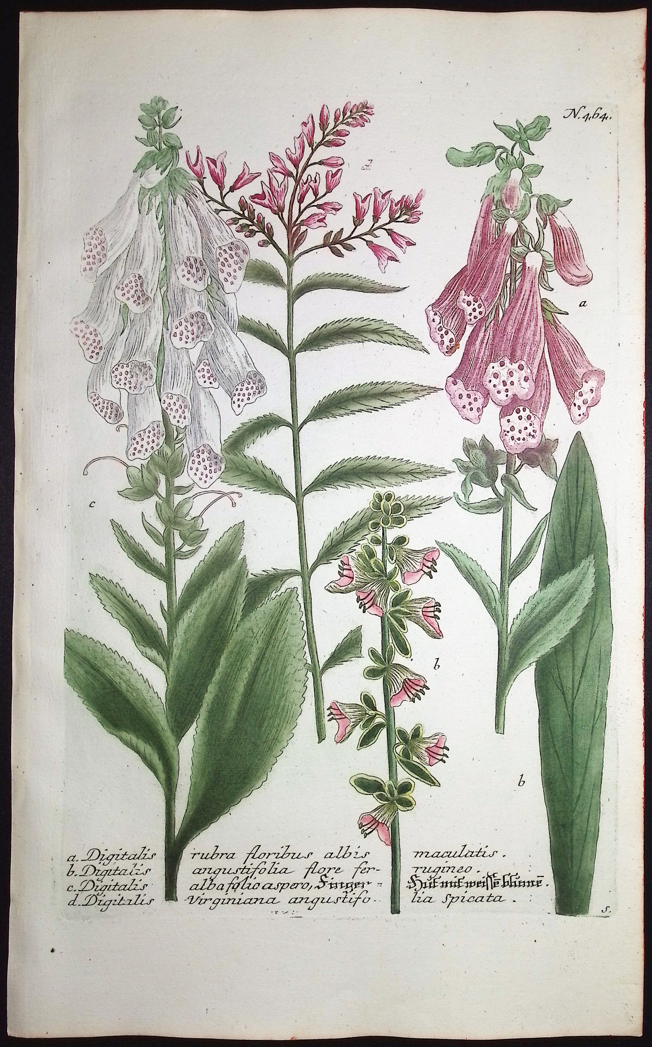 Weinmann - 4 Botanical Engravings