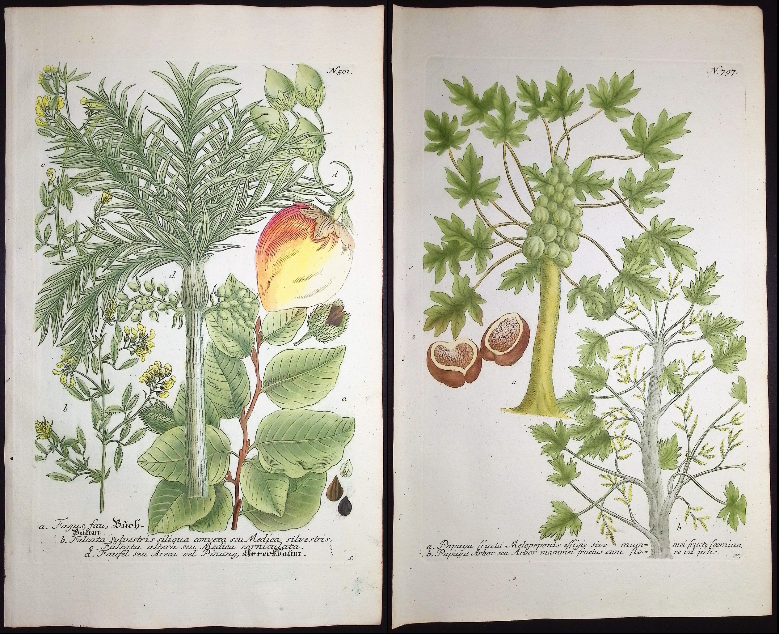 Weinmann - Pair of Botanical Engravings