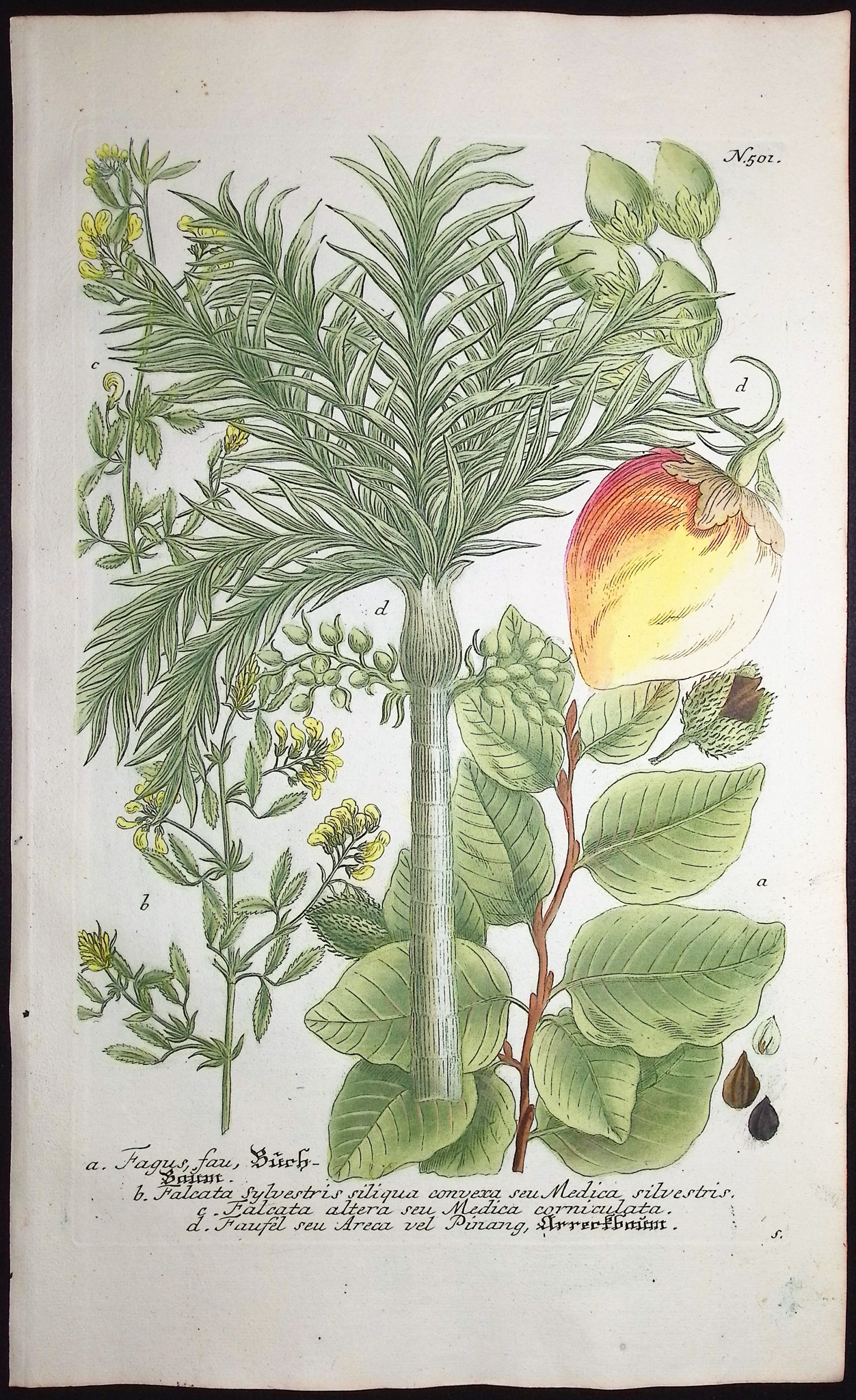 Weinmann - Pair of Botanical Engravings