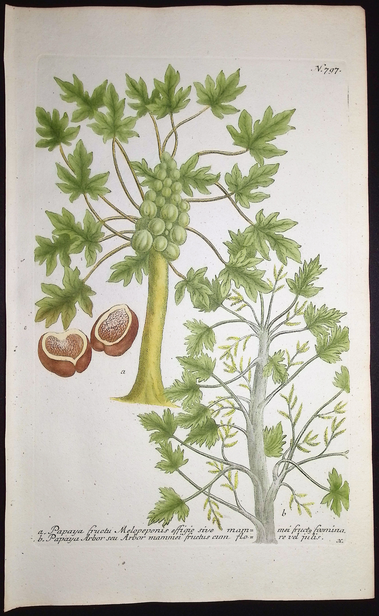 Weinmann - Pair of Botanical Engravings