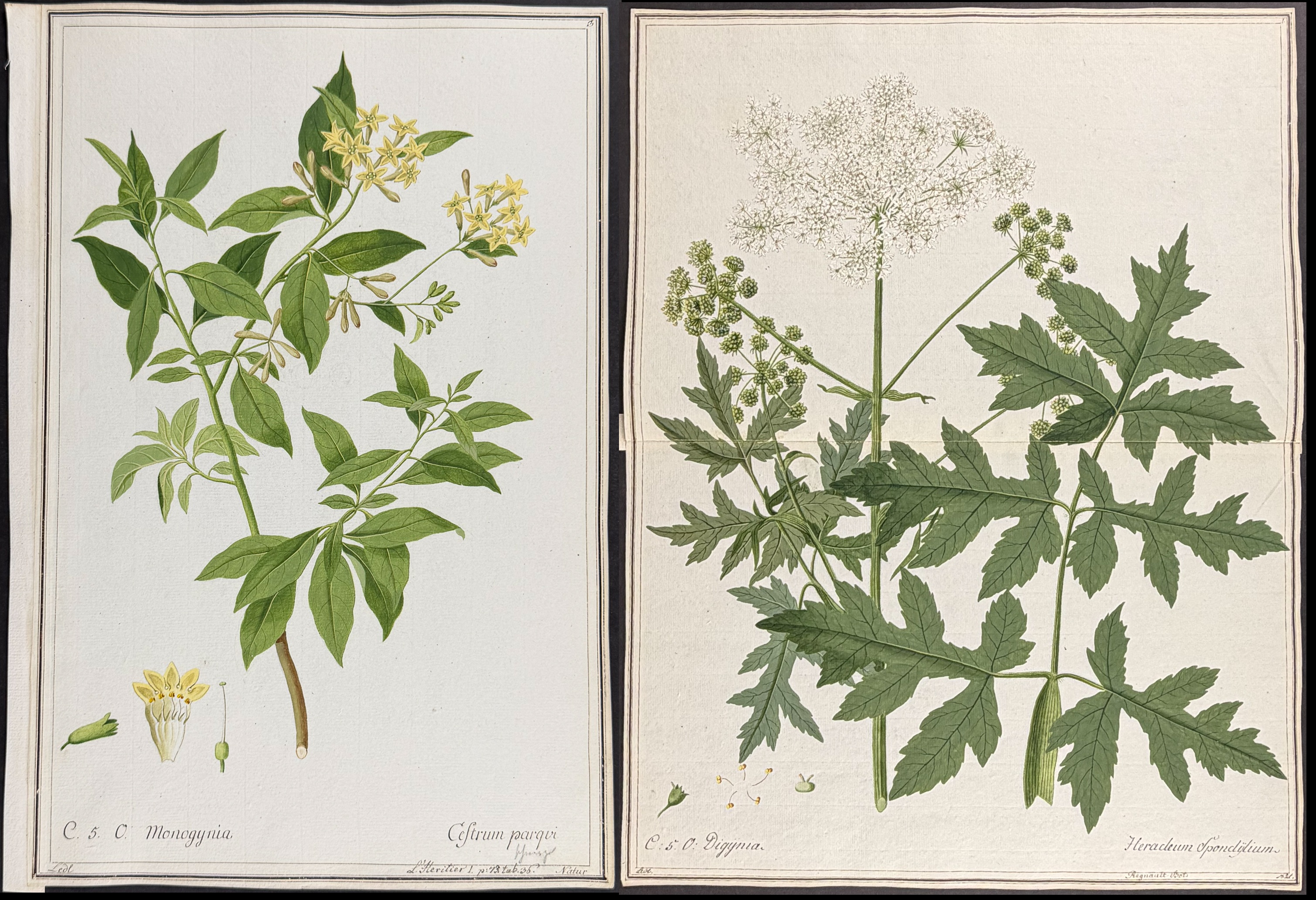 8 Original Botanical Watercolors (according to Linnaeus system)