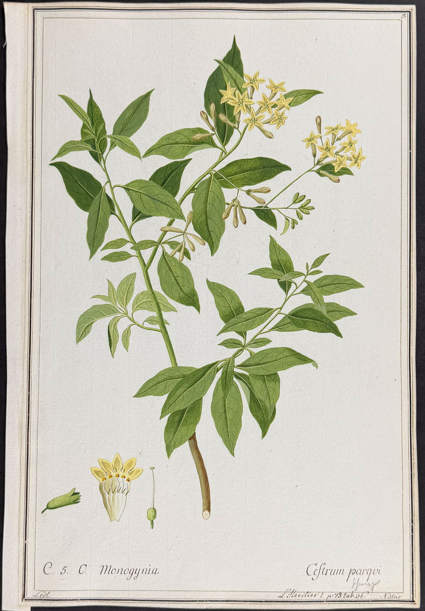 8 Original Botanical Watercolors (according to Linnaeus system)