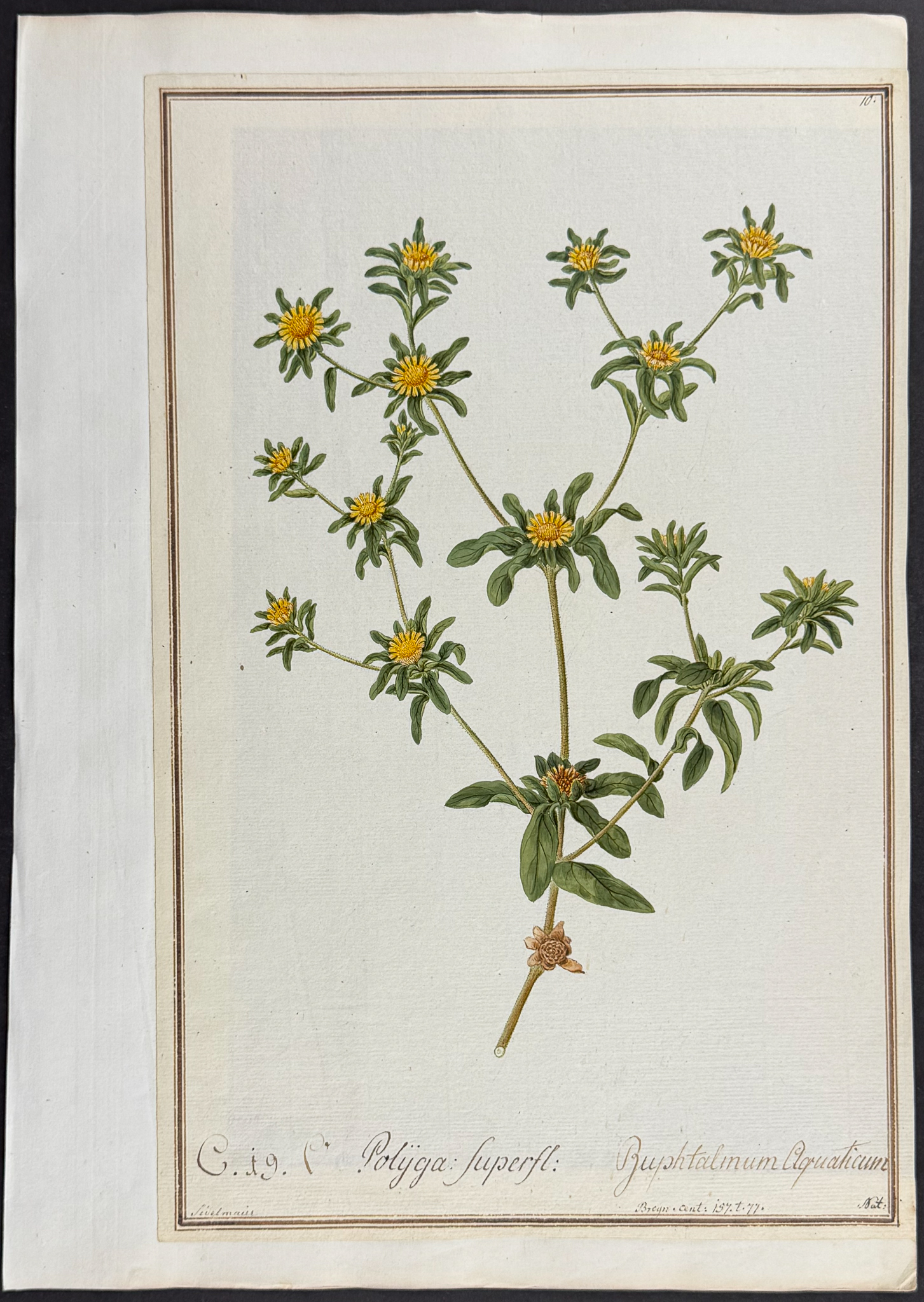 8 Original Botanical Watercolors (according to Linnaeus system)