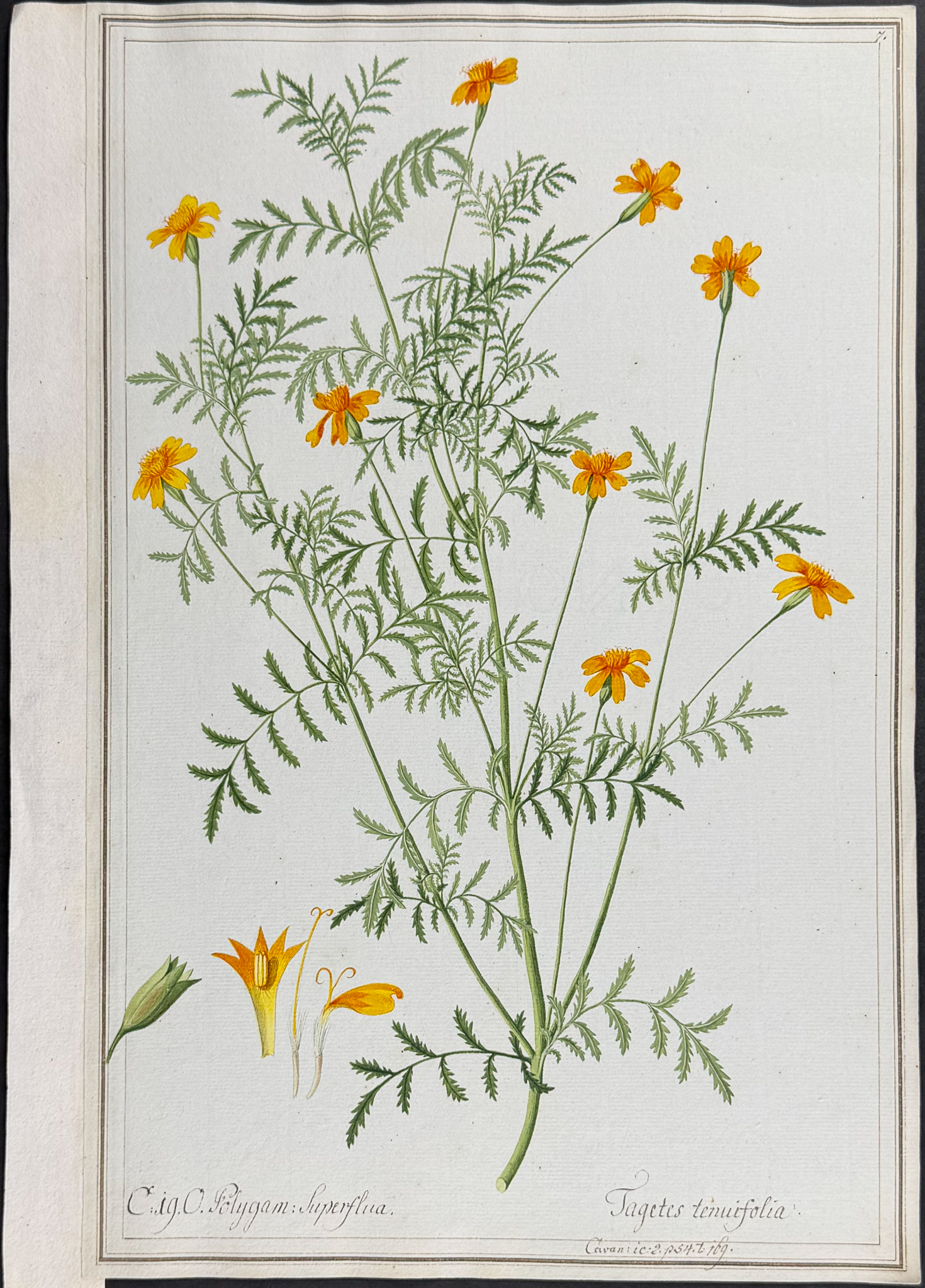 8 Original Botanical Watercolors (according to Linnaeus system)