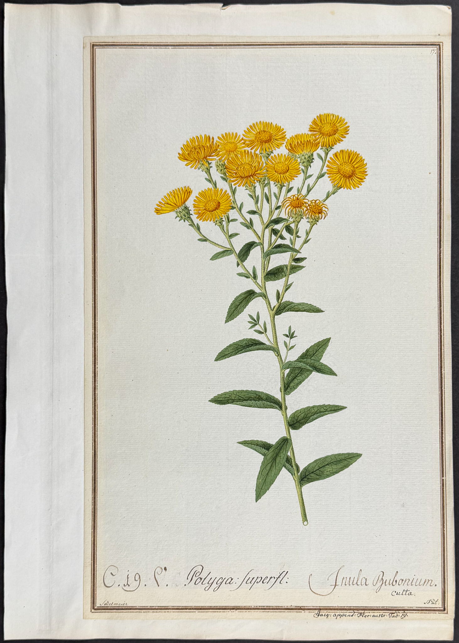 8 Original Botanical Watercolors (according to Linnaeus system)