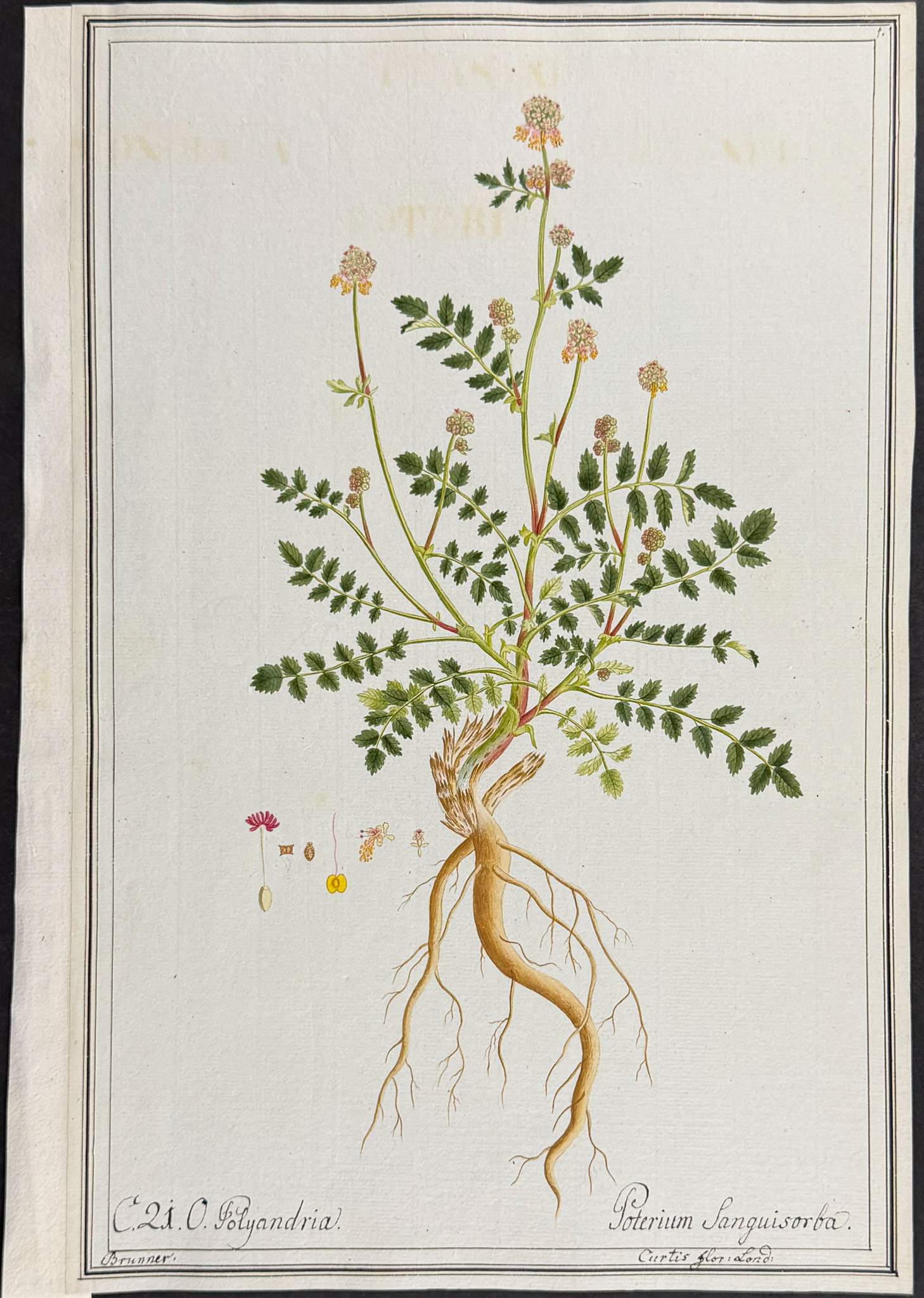 8 Original Botanical Watercolors (according to Linnaeus system)