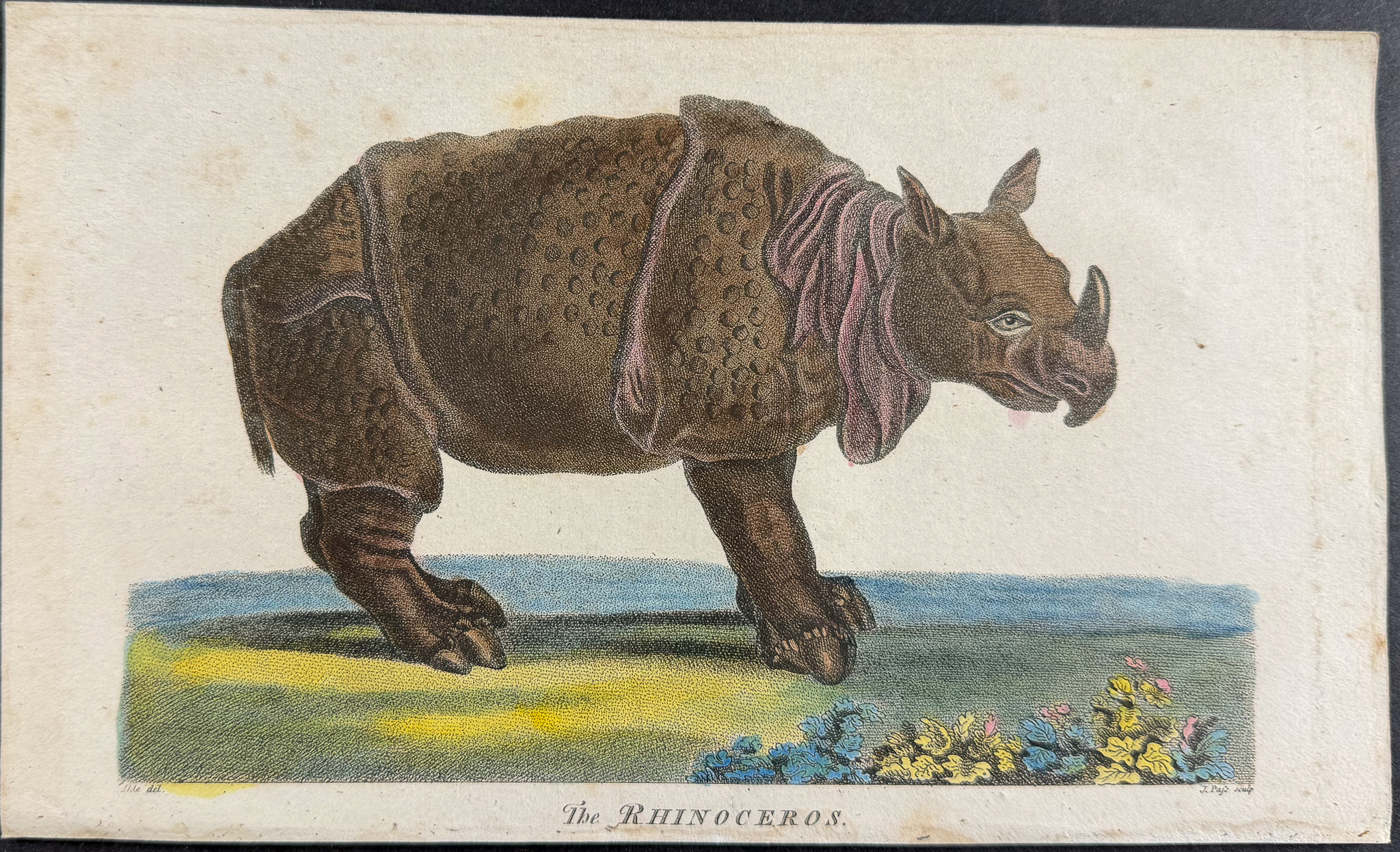 Linnaeus & Sibly - The Rhinoceros
