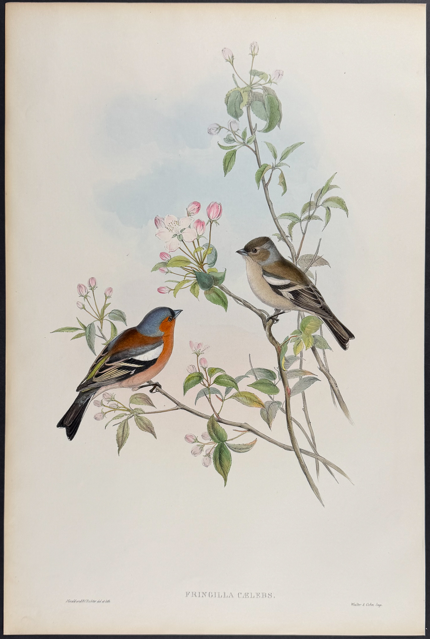 Gould, Great Britain - Chaffinch