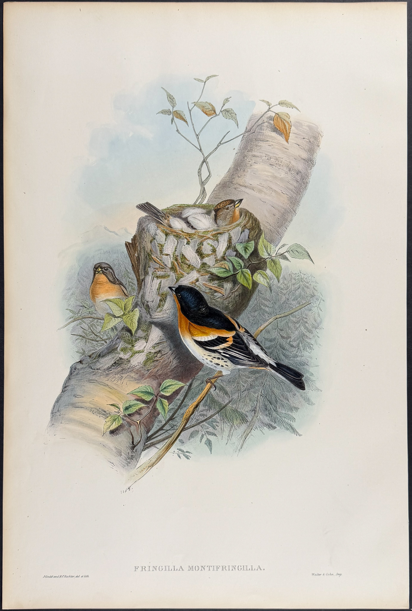 Gould, Great Britain - Bramblefinch