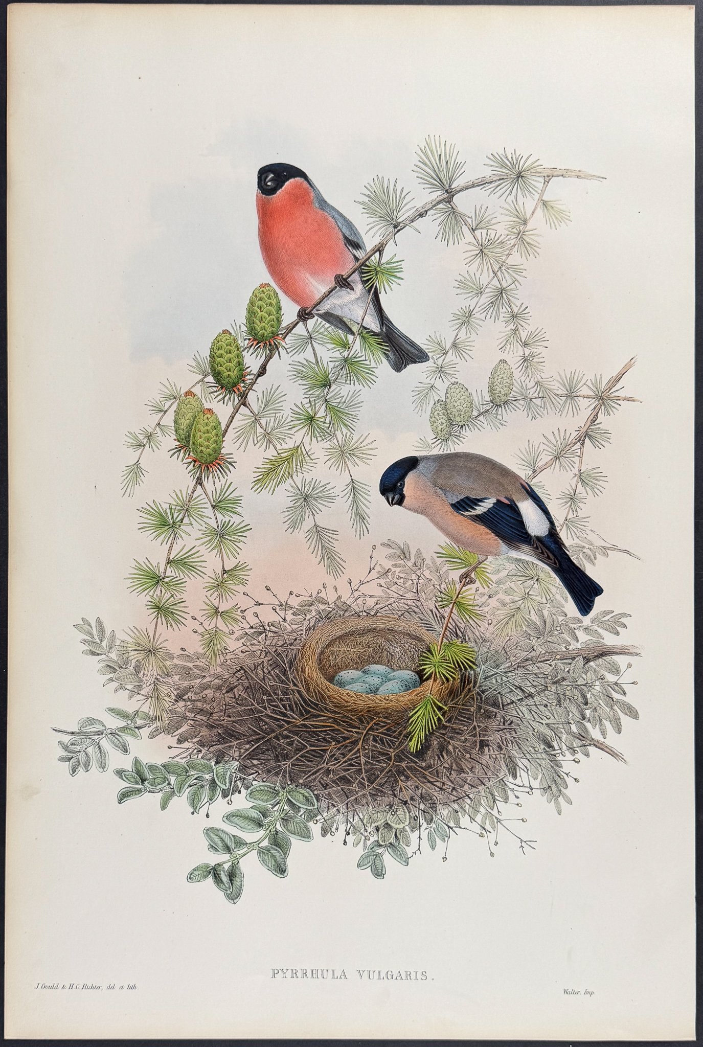 Gould, Great Britain - Bullfinch (young)