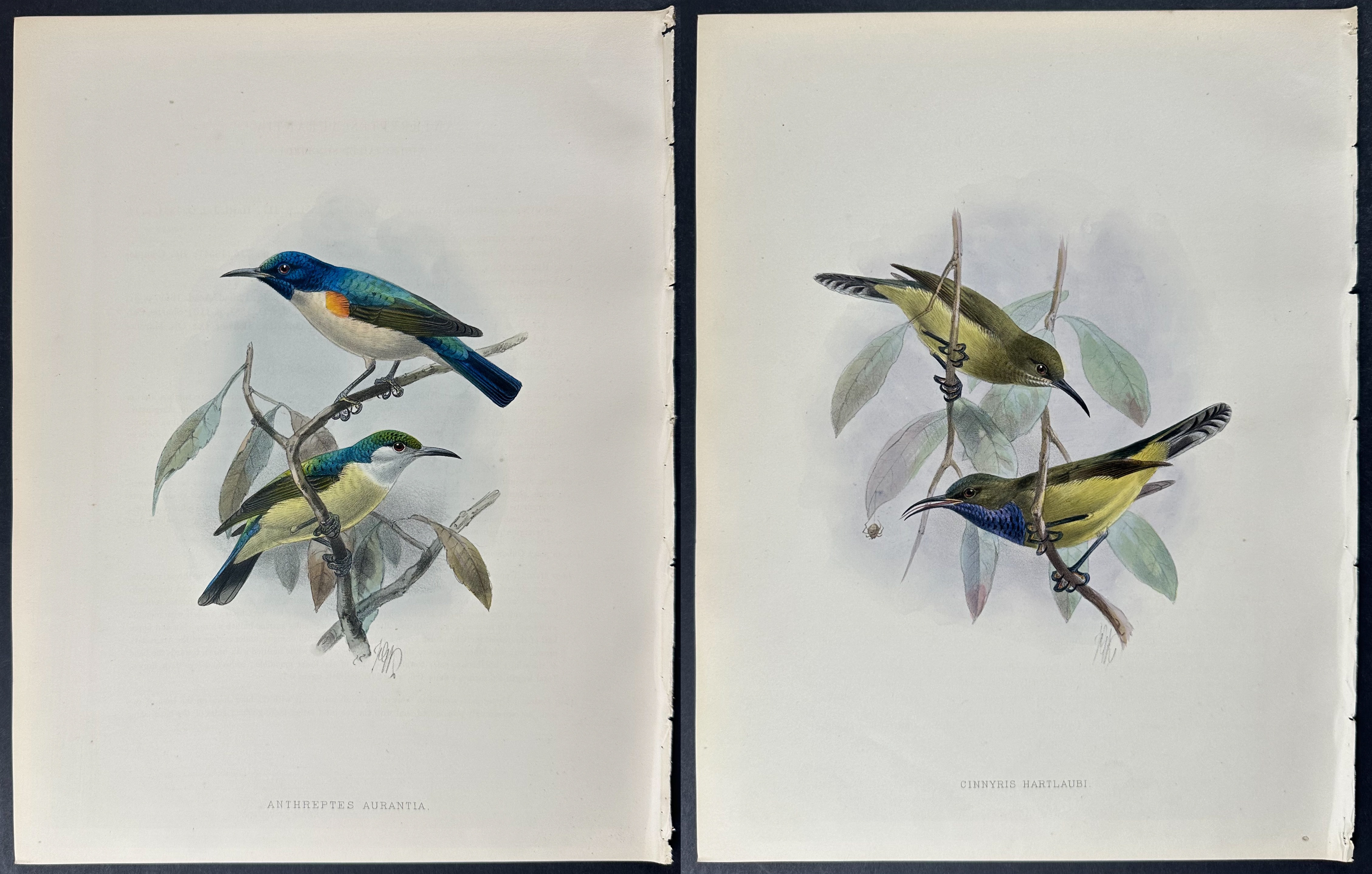 Shelley & Keulemans - 4 Sunbird Lithographs