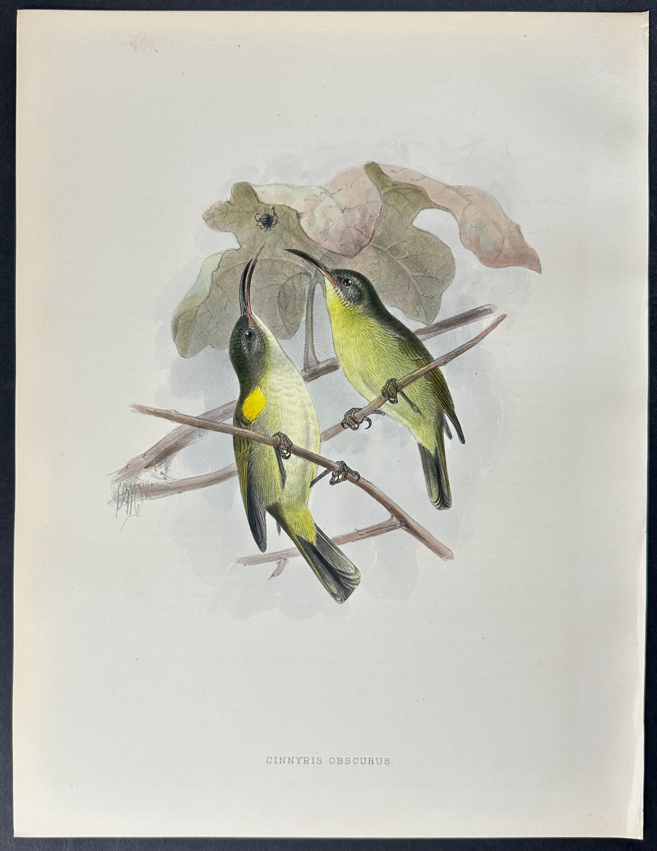 Shelley & Keulemans - 4 Sunbird Lithographs