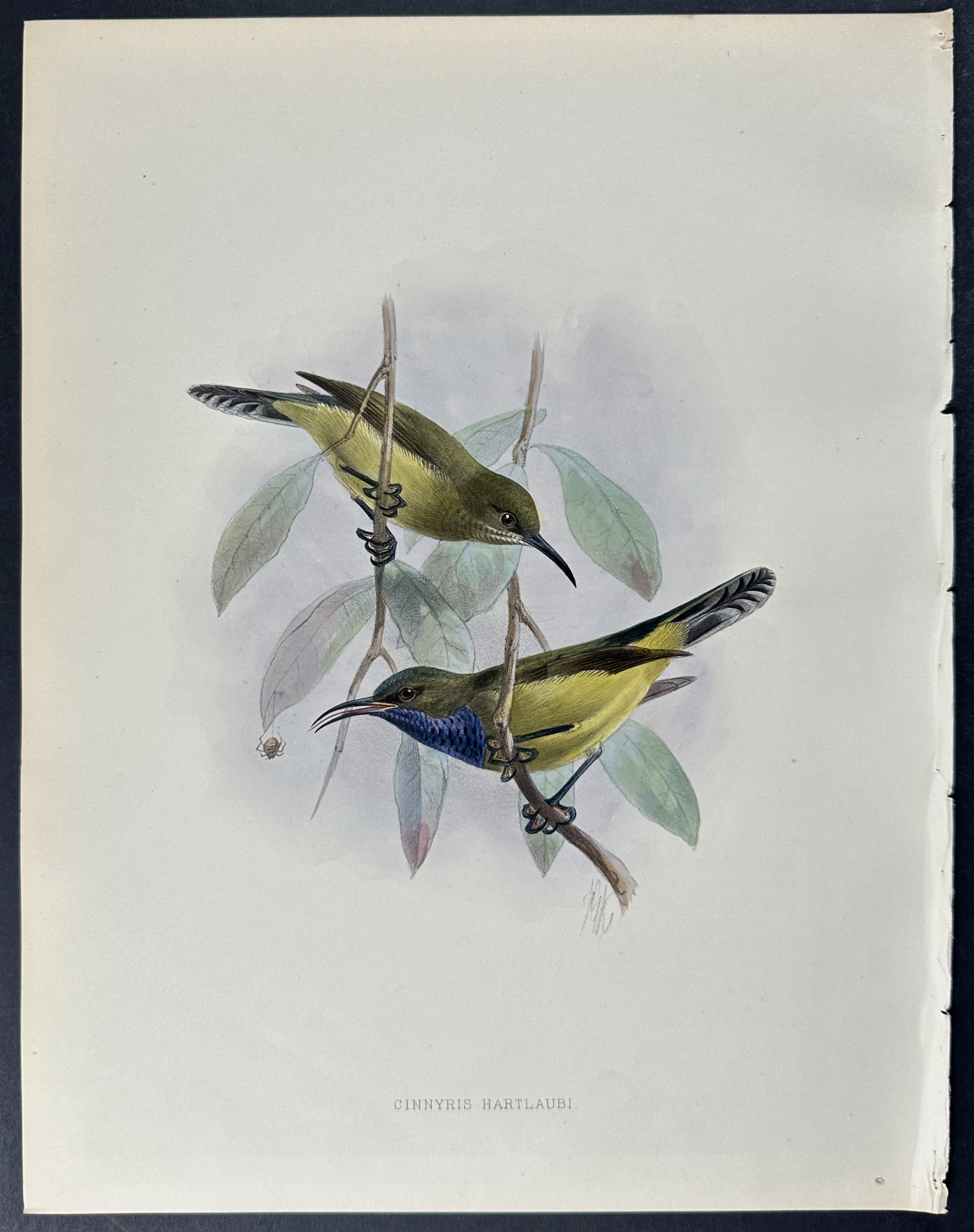 Shelley & Keulemans - 4 Sunbird Lithographs