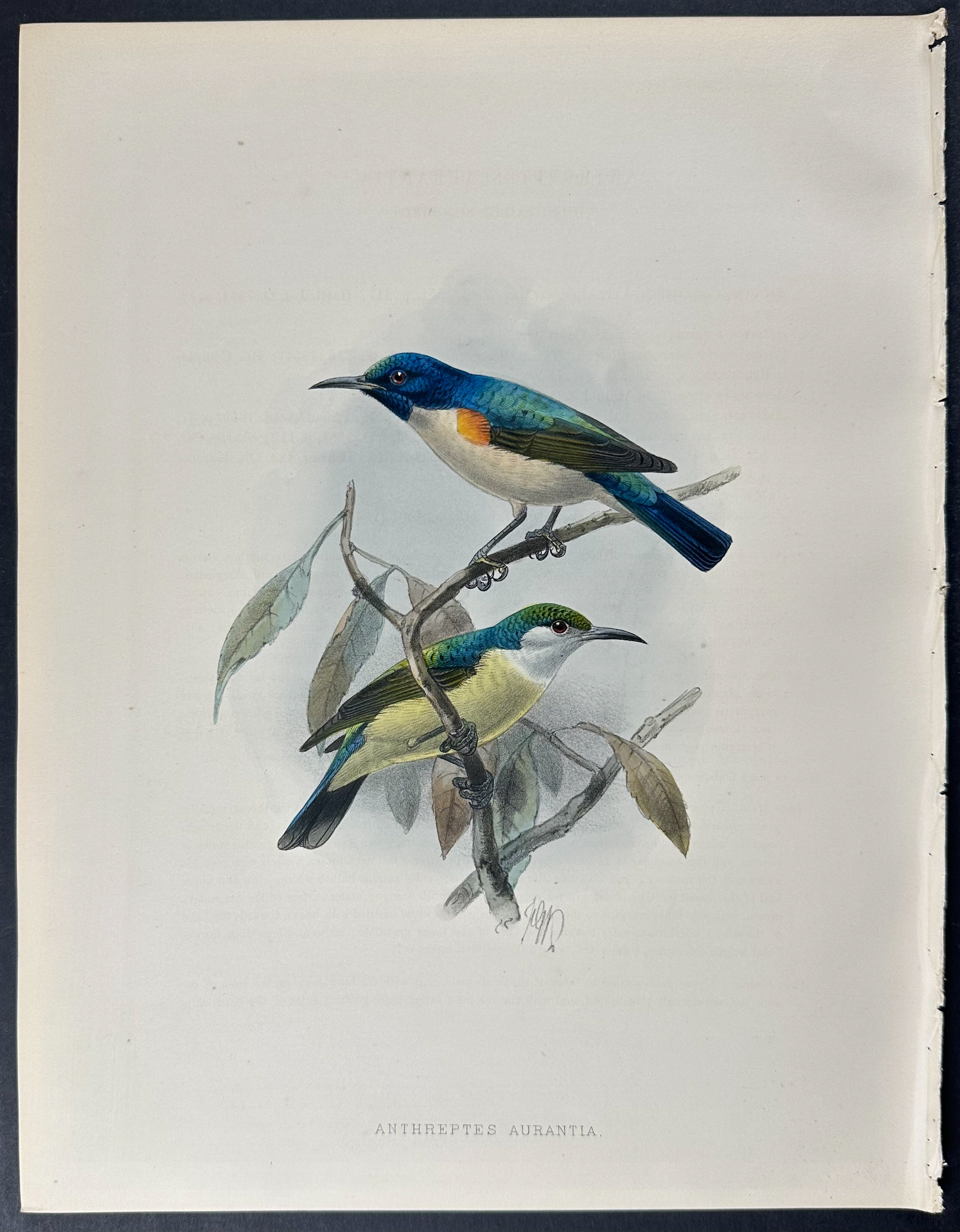 Shelley & Keulemans - 4 Sunbird Lithographs