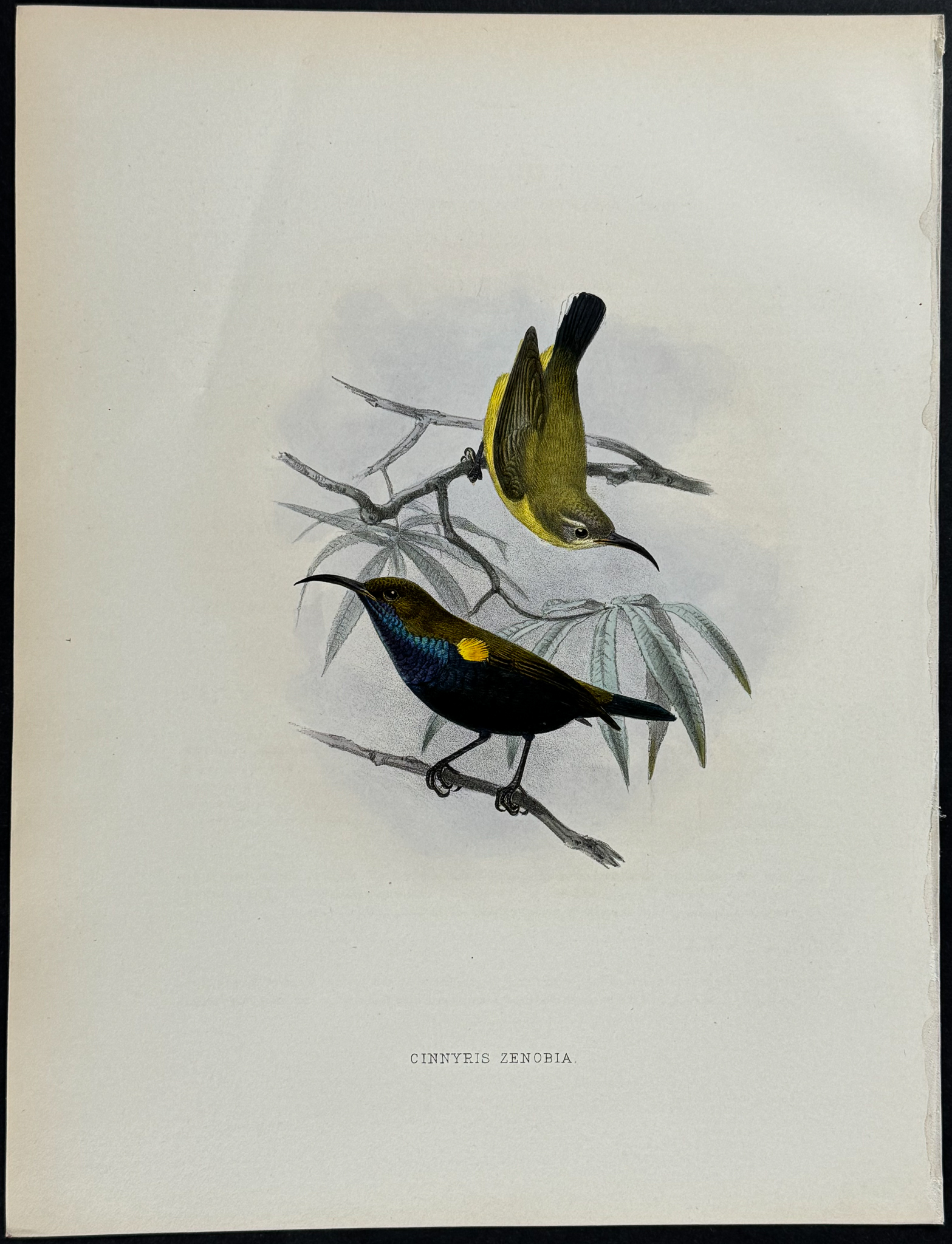 Shelley & Keulemans - 4 Sunbird Lithographs
