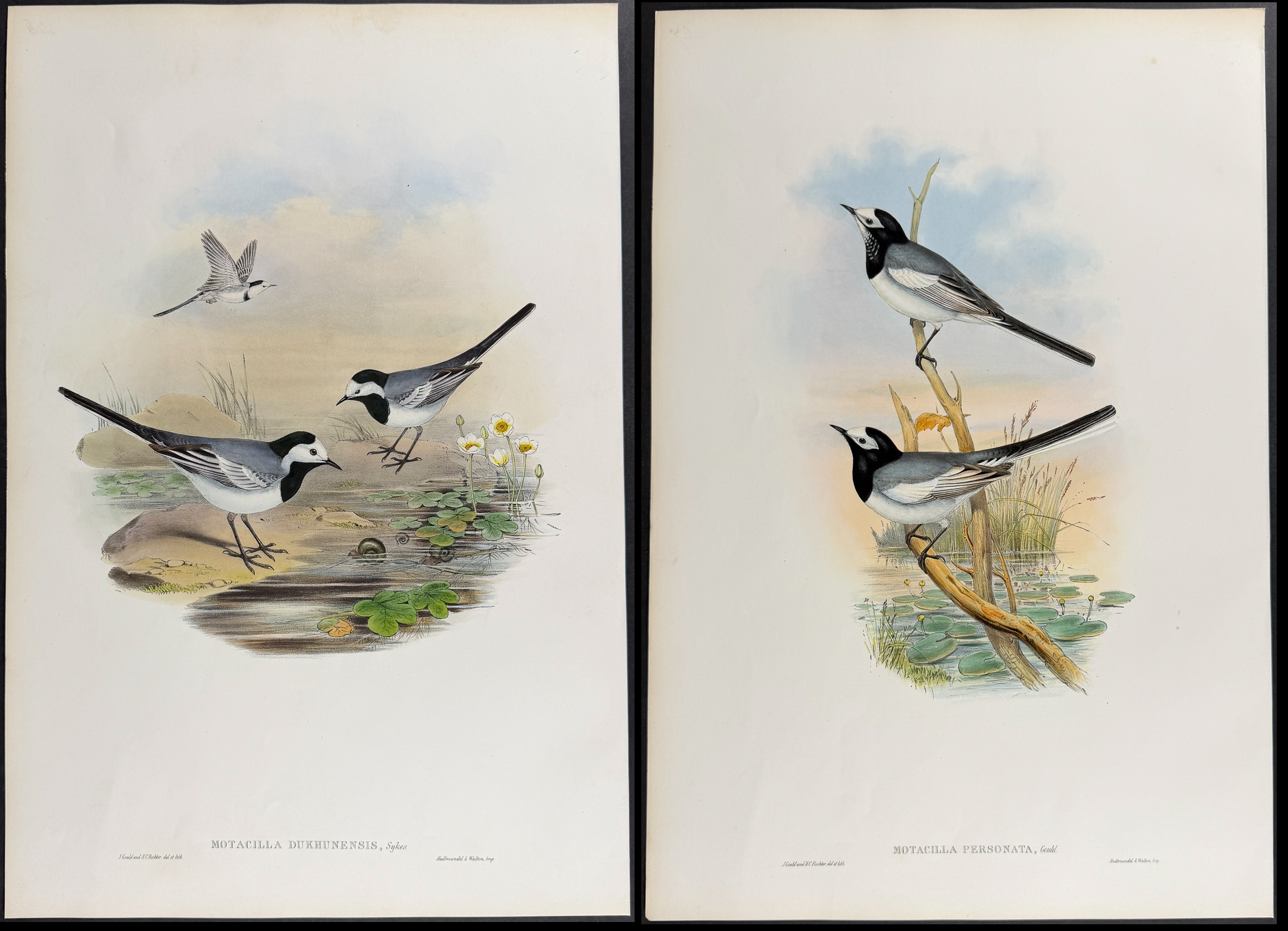 Gould, Asia - 3 Wagtail Lithographs