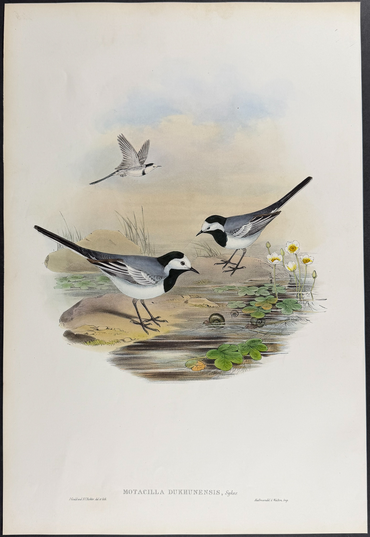 Gould, Asia - 3 Wagtail Lithographs