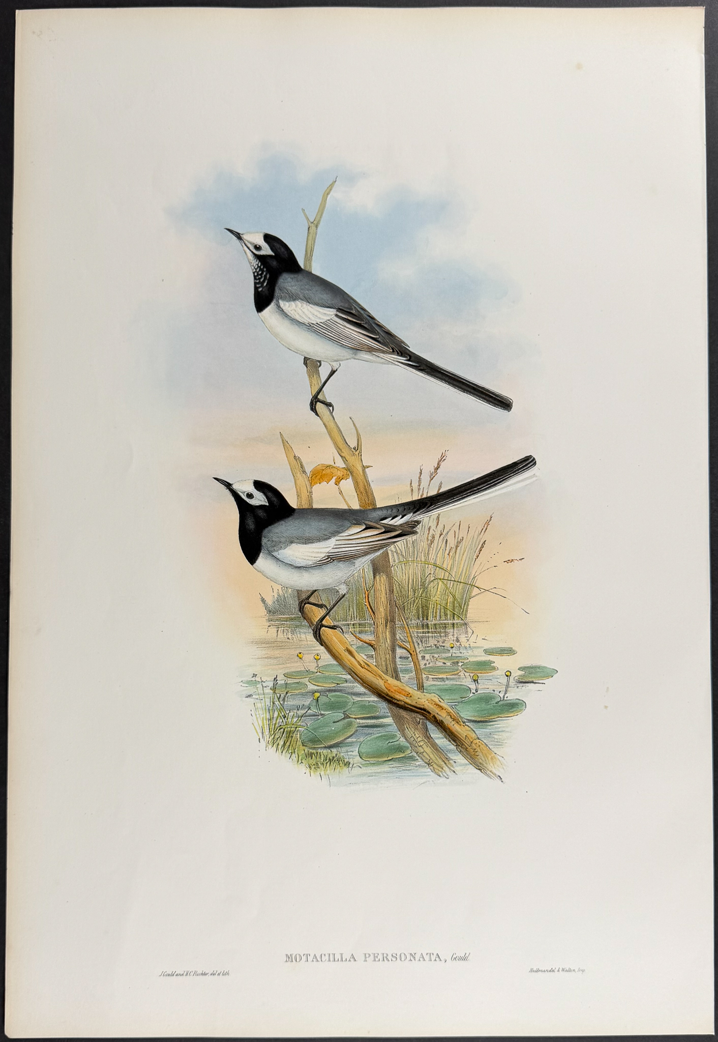 Gould, Asia - 3 Wagtail Lithographs
