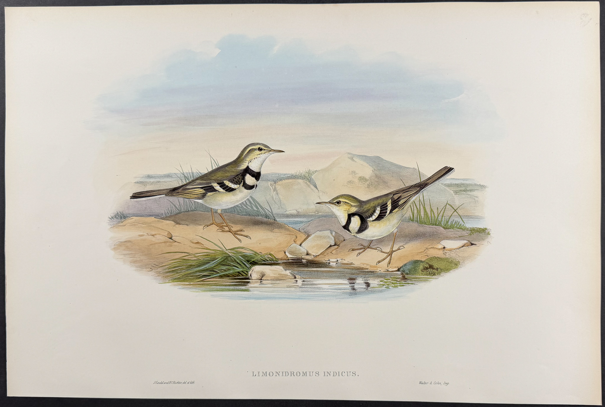 Gould, Asia - 3 Wagtail Lithographs