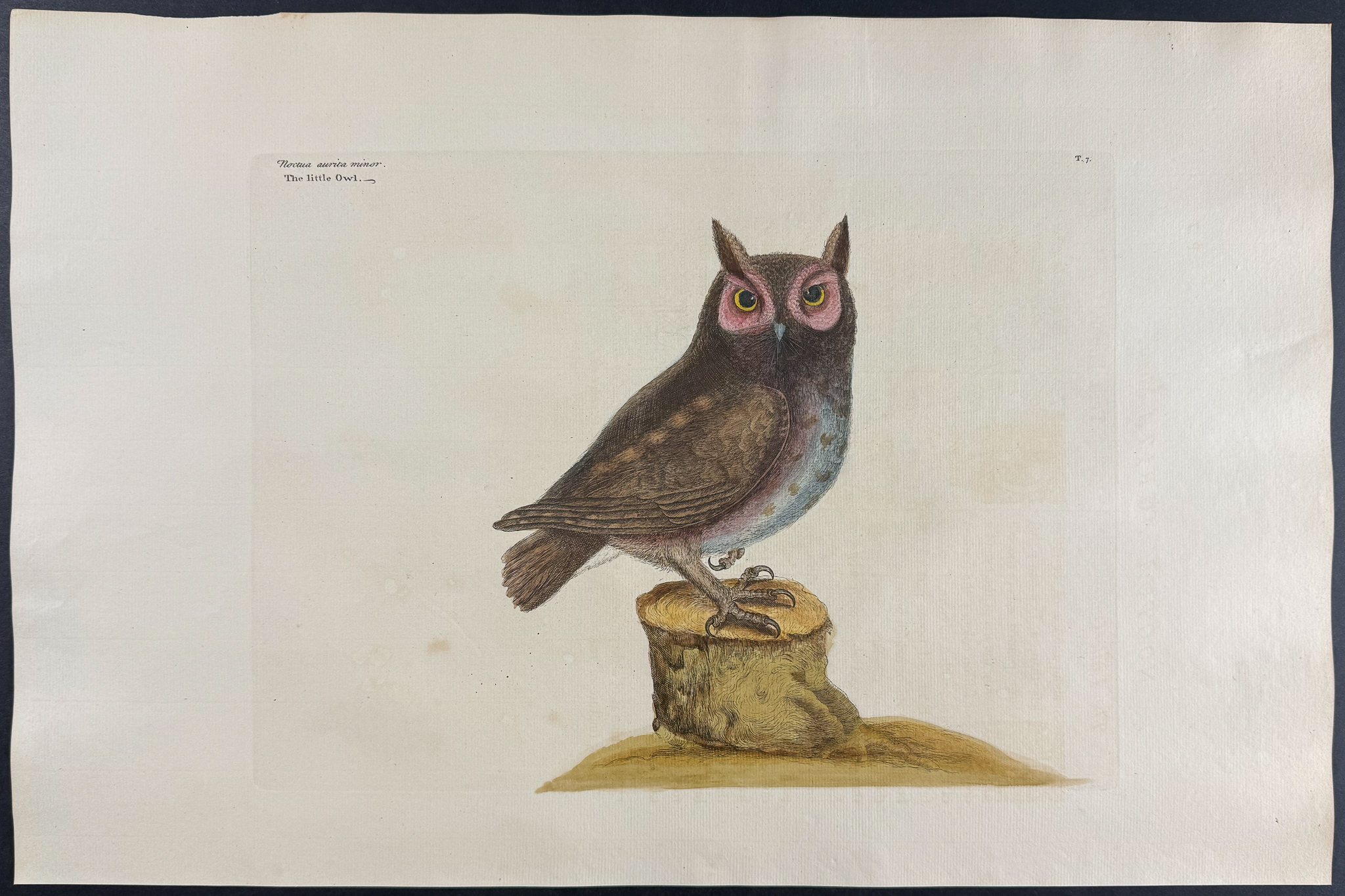 Catesby, Folio - Little Owl. 1-7
