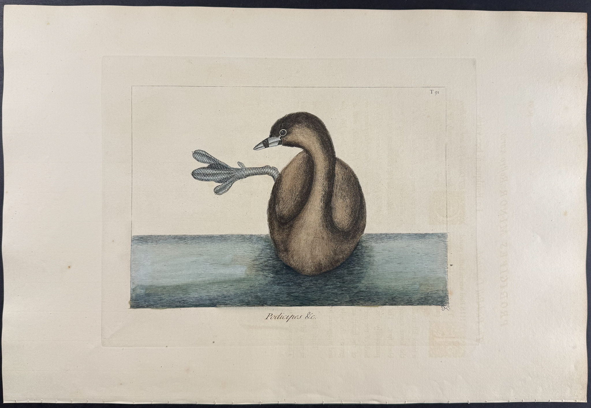 Catesby, Folio - Pied-Billed Dobchick. 1-91