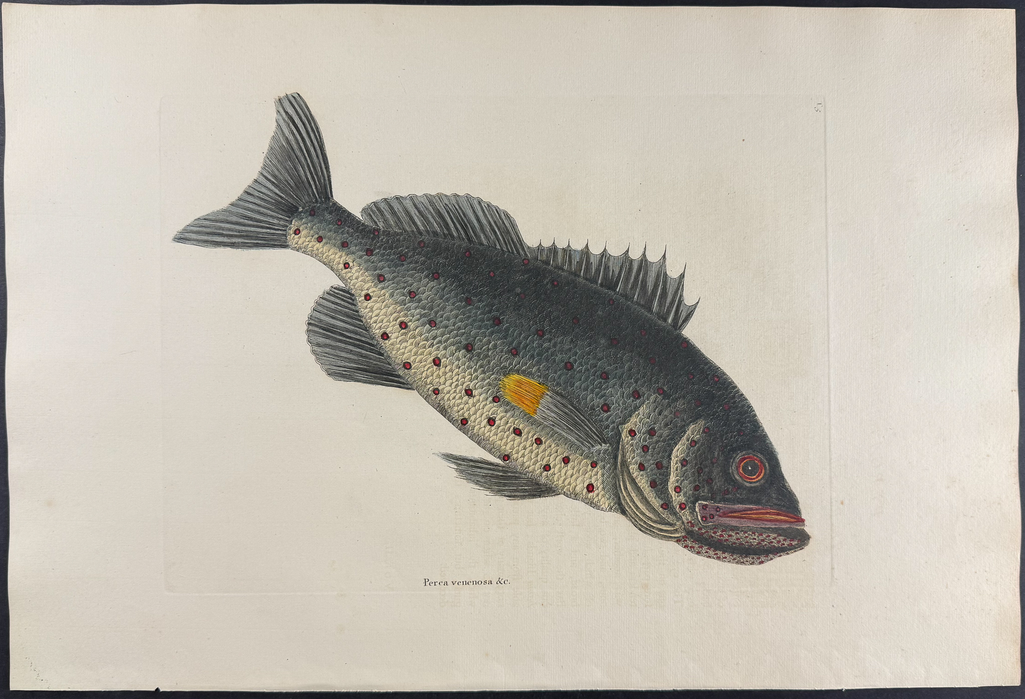 Catesby, Folio - Rock Fish. 2-5