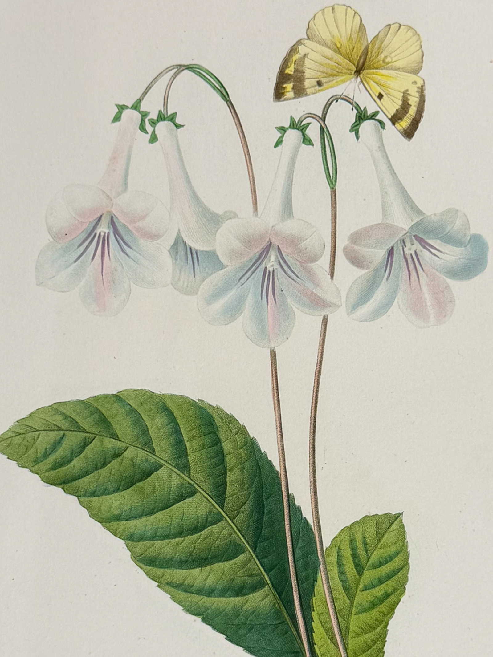 Redoute, Choix - Gloxinia [Gloxinis]