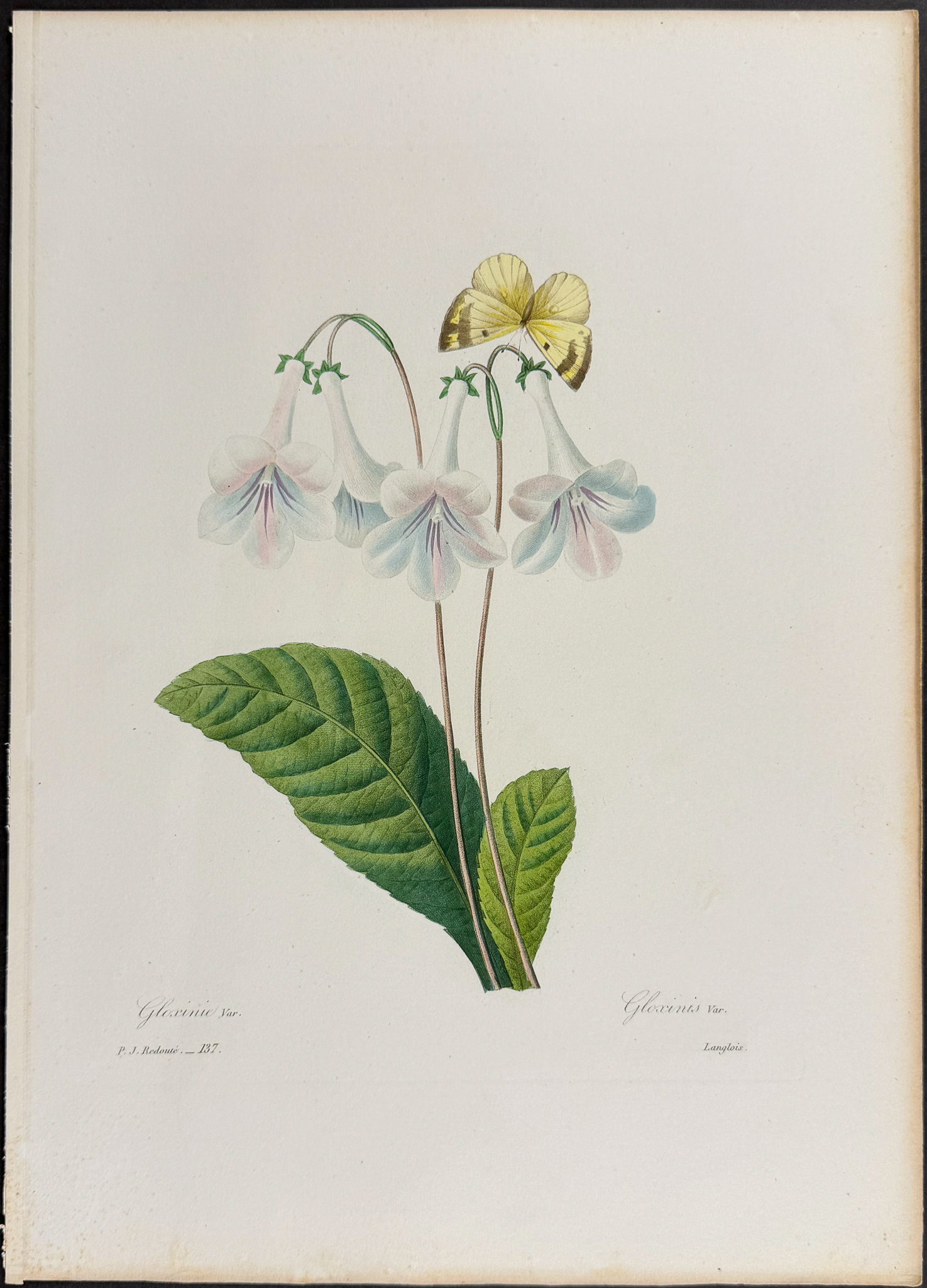 Redoute, Choix - Gloxinia [Gloxinis]