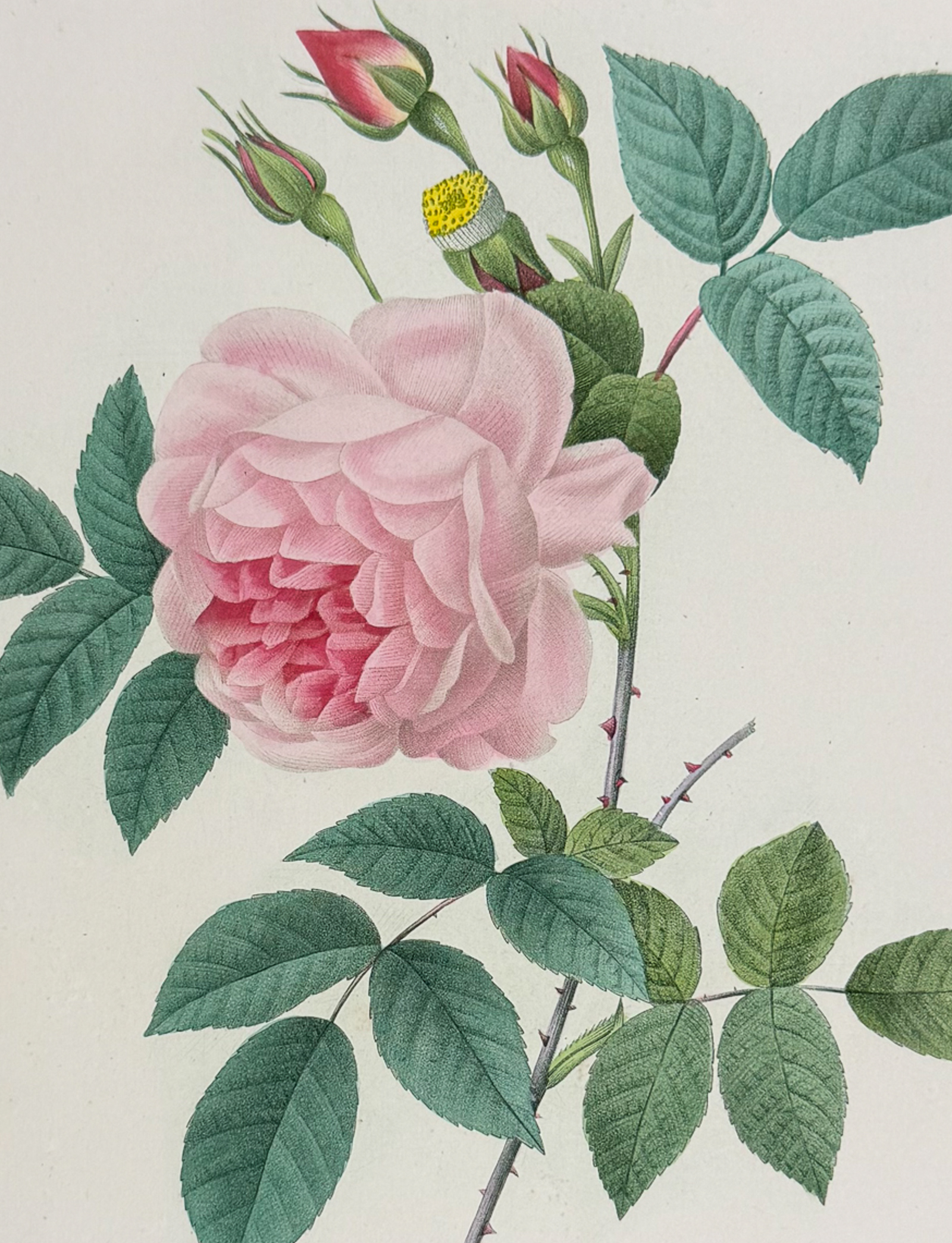 Redoute, Choix - Rose [Rosa Indica]