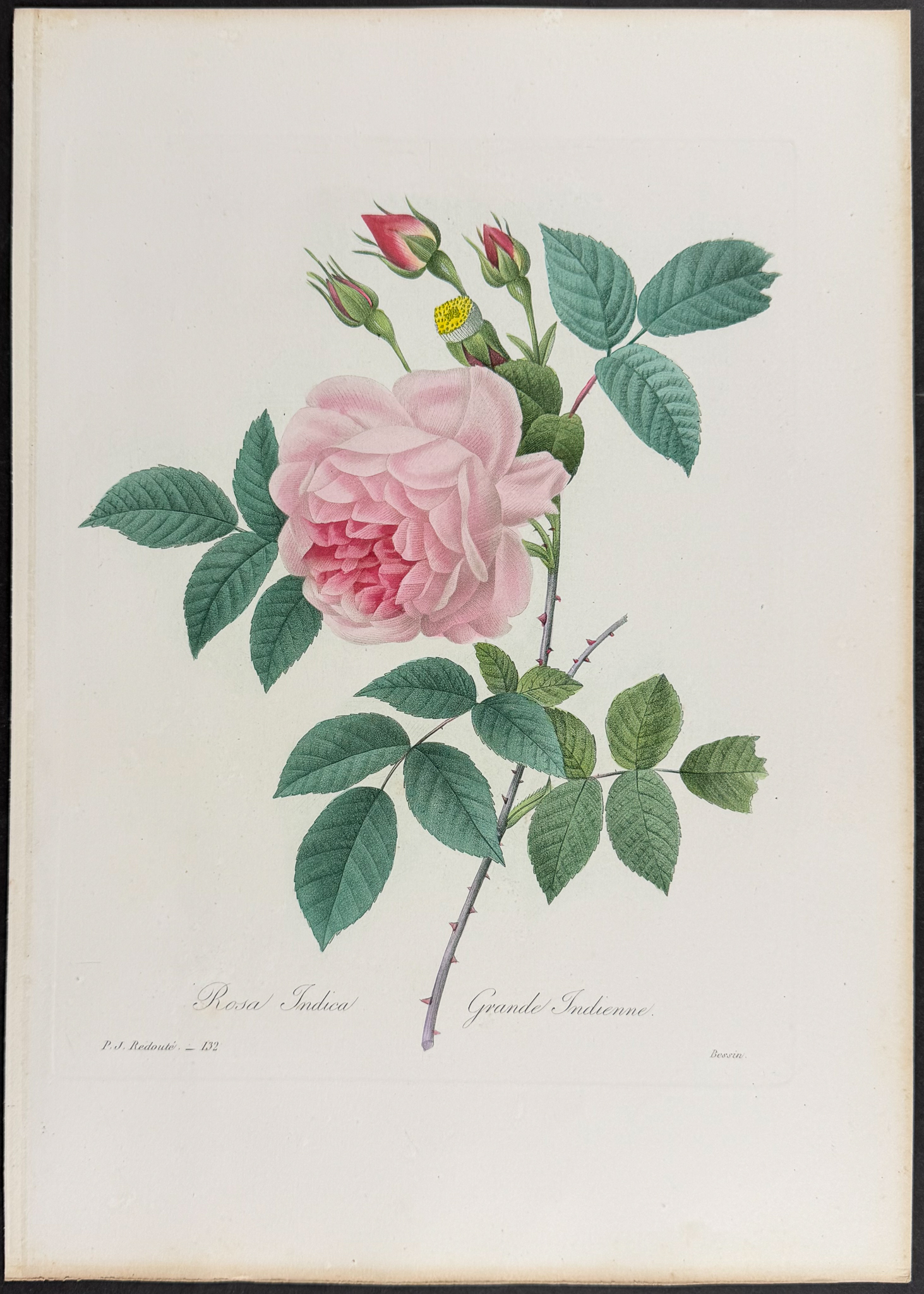 Redoute, Choix - Rose [Rosa Indica]
