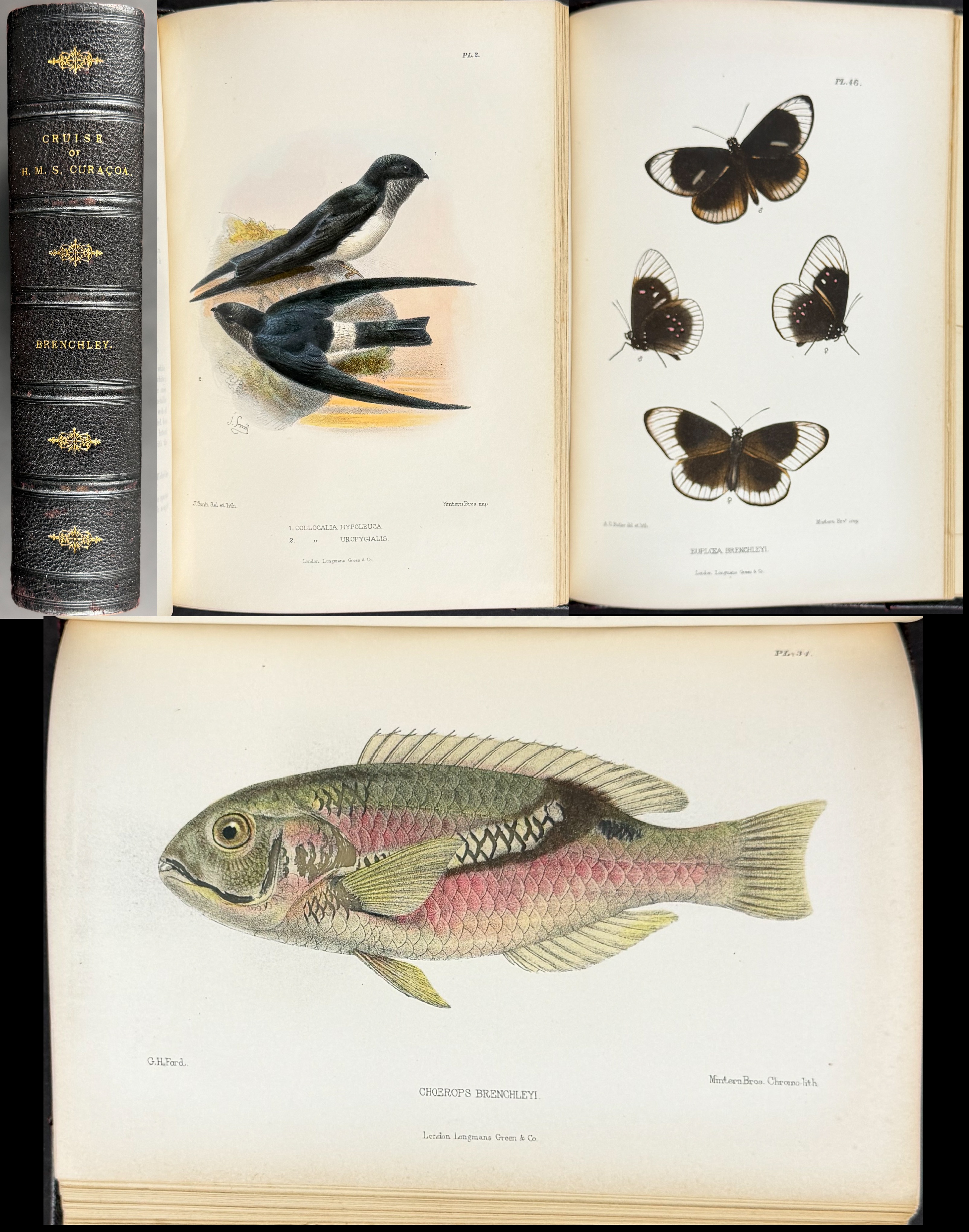 Brenchley's South Sea Islands in 1865 - Volume with 60 Lithographs