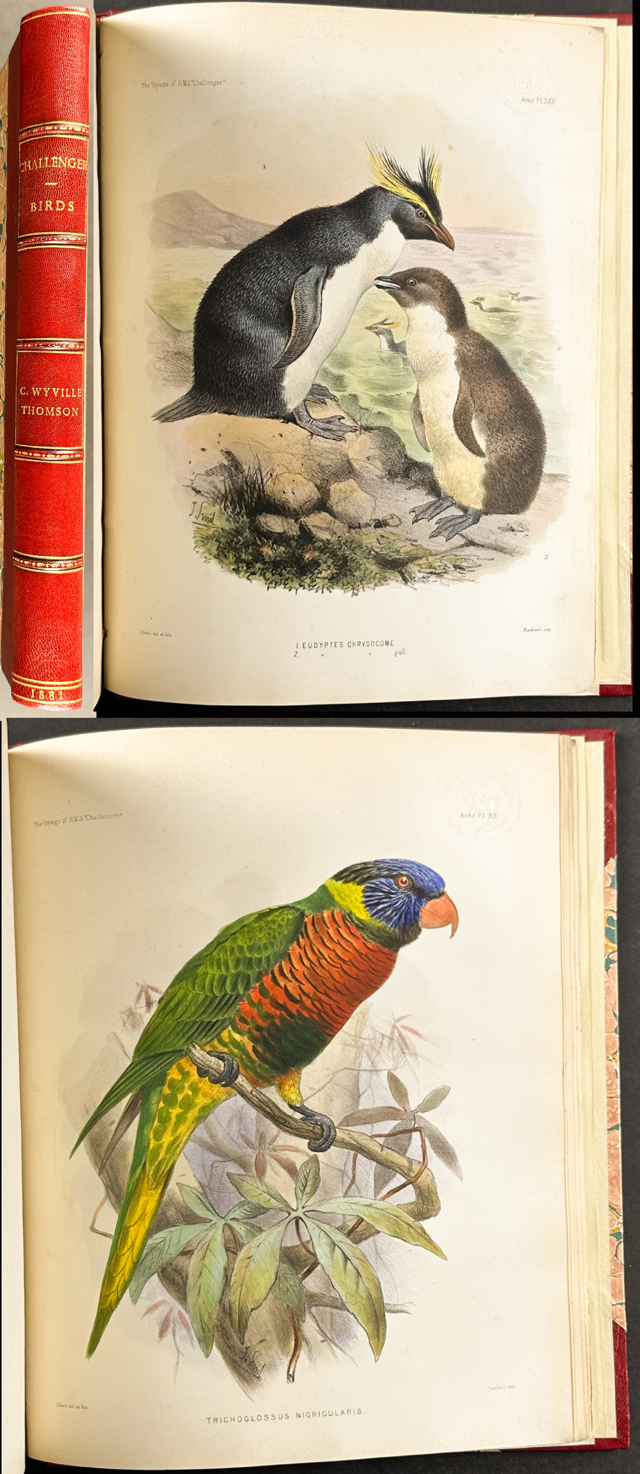 Thomson's The Voyage of the HMS Challenger - Volume with 30 Originally Hand-Colored Lithographs