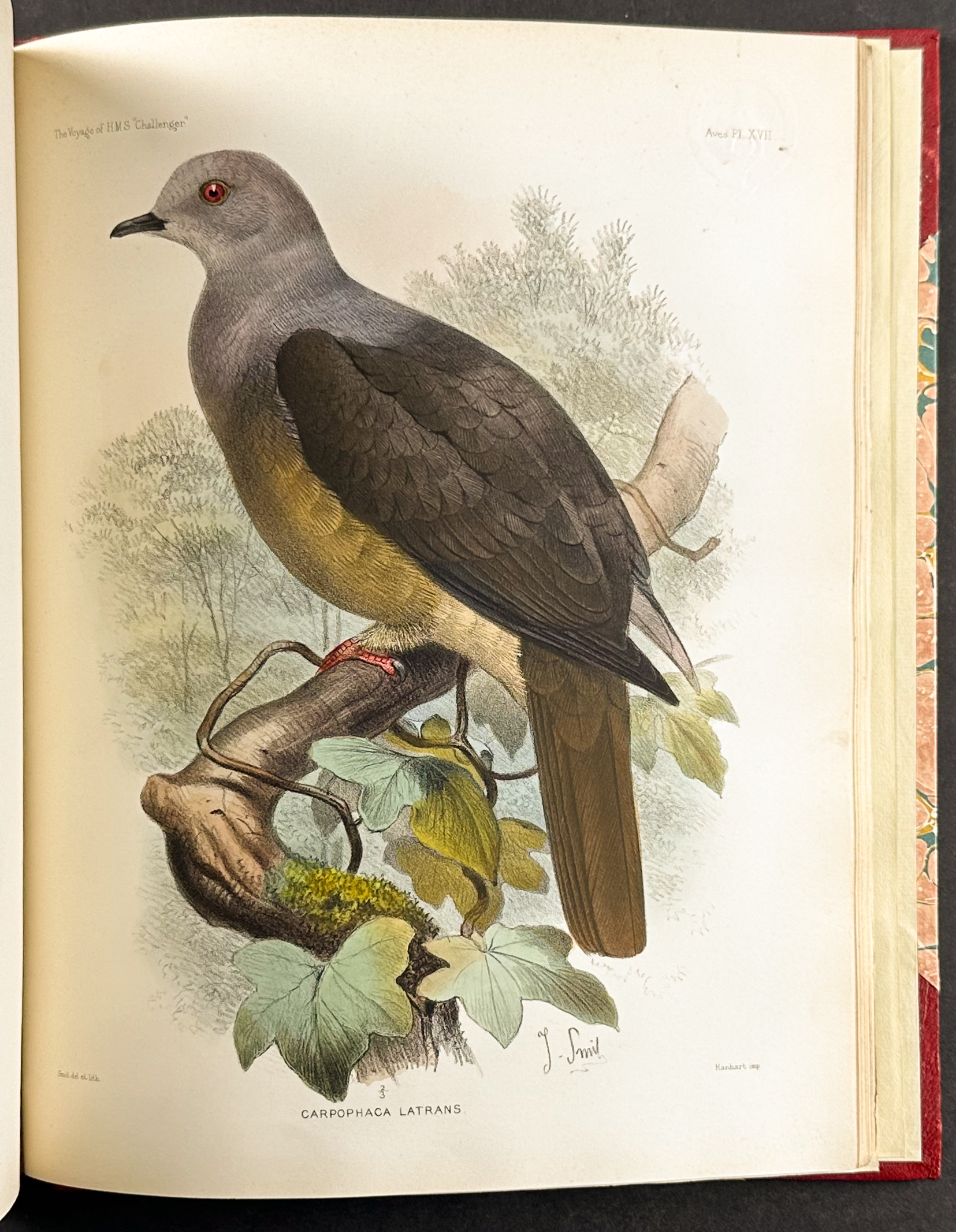 Thomson's The Voyage of the HMS Challenger - Volume with 30 Originally Hand-Colored Lithographs