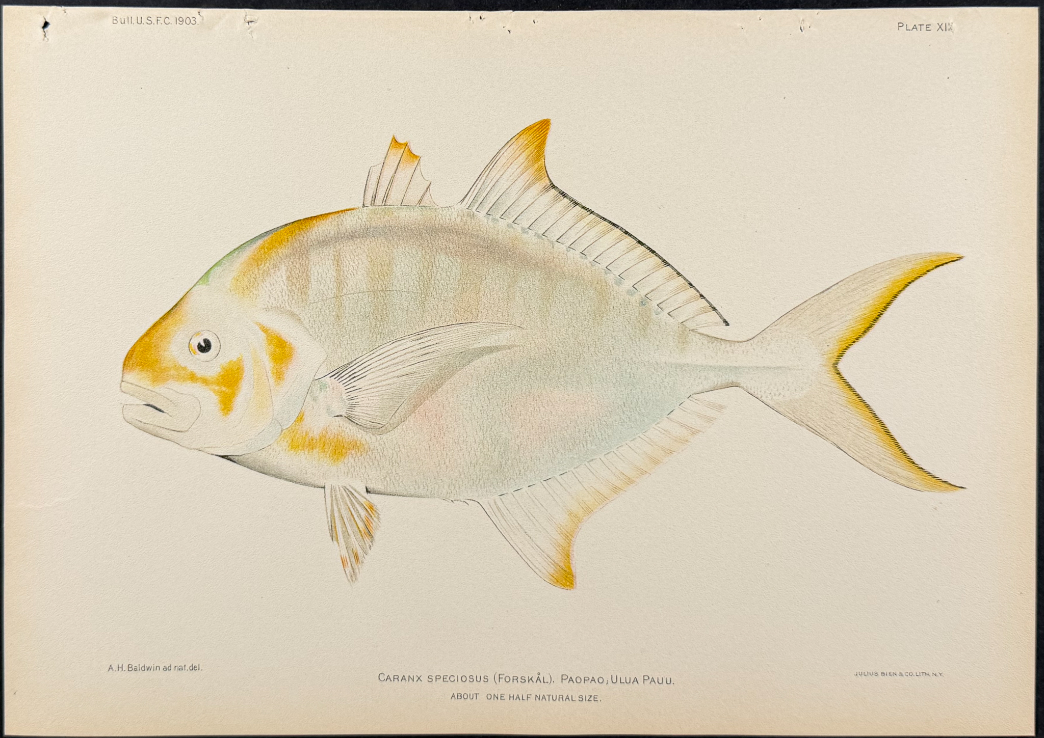 Bien, Hawaii - Ku-Pou-Pou or Cigar Wrasse [Cheilio Inermis]