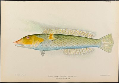 Bien, Hawaii - Ku-Pou-Pou or Cigar Wrasse [Cheilio Inermis]. This colorful fish chromolithograph 