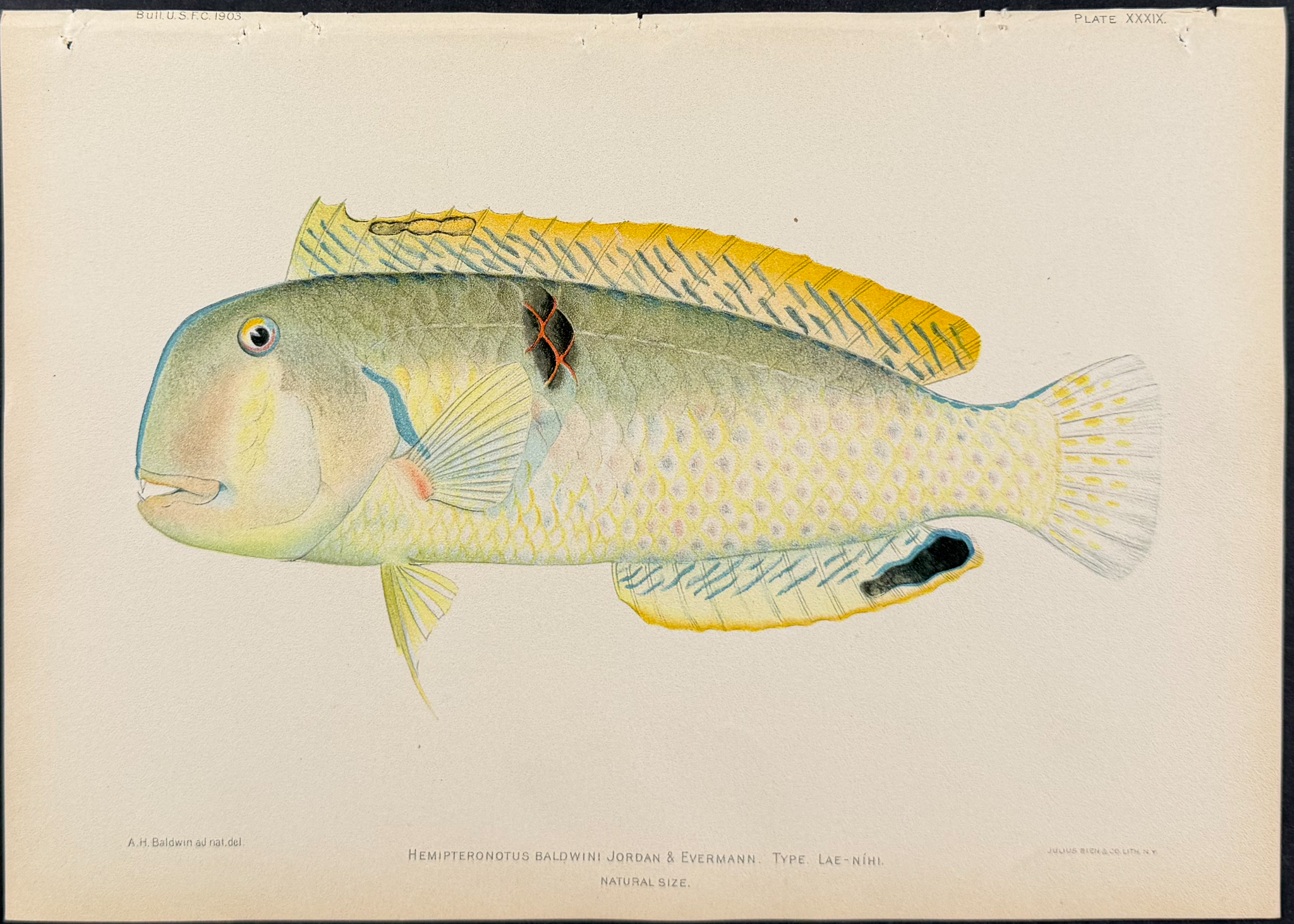 Bien, Hawaii - Wood's Wrasse [Novaculichthys Woodi]