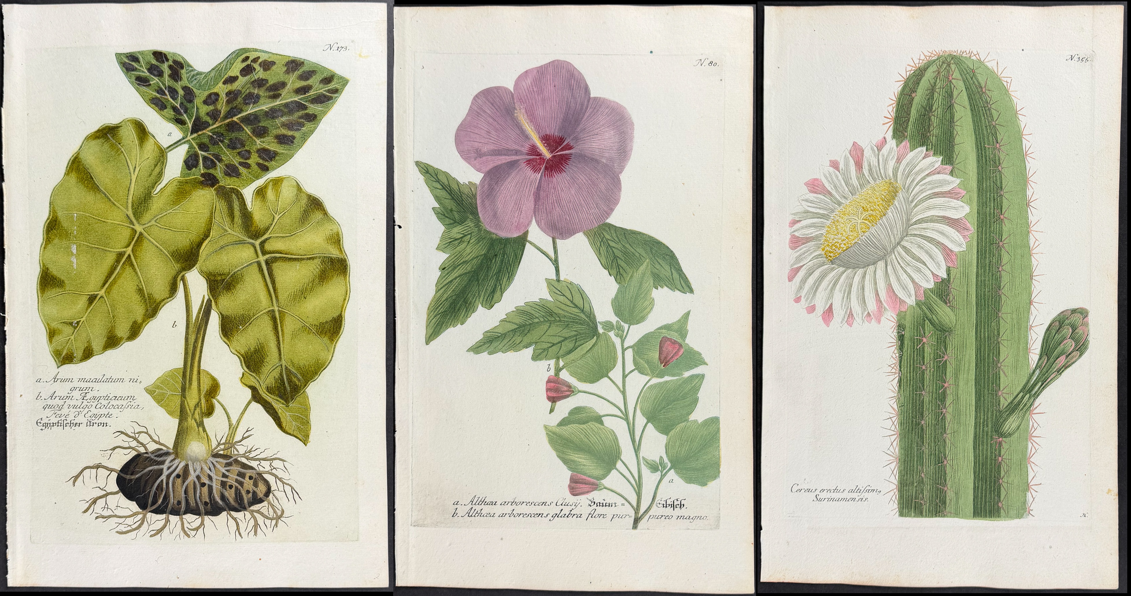 Weinmann - 11 Botanical Engravings