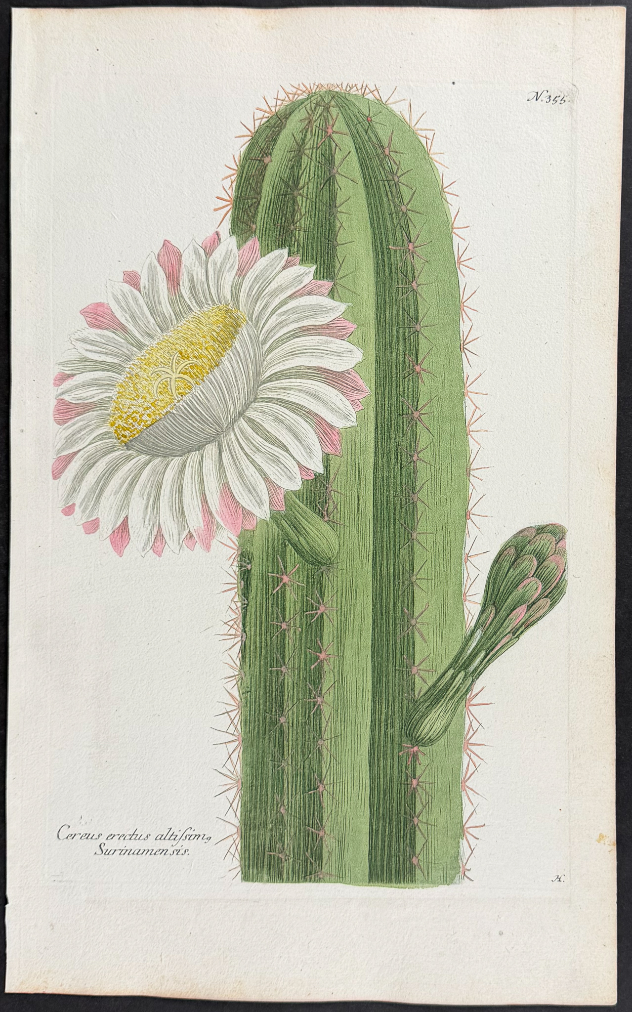 Weinmann - 11 Botanical Engravings