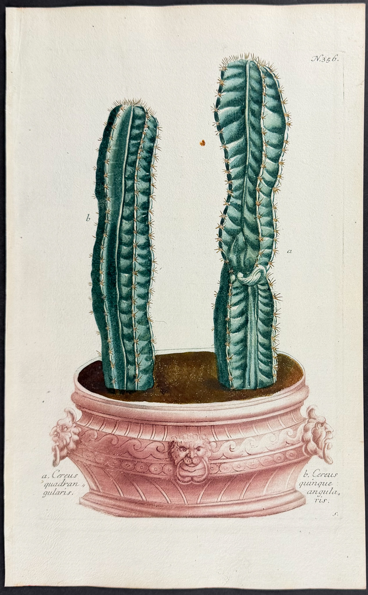 Weinmann - 11 Botanical Engravings